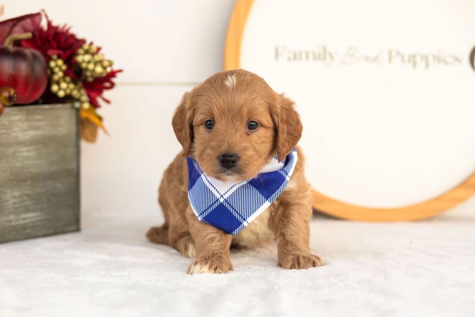 Flint goldendoodle for sale(2).jpg