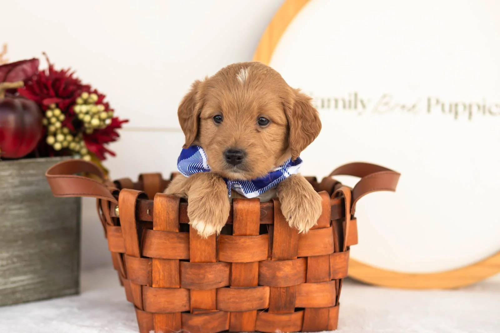 Flint goldendoodle for sale.jpg