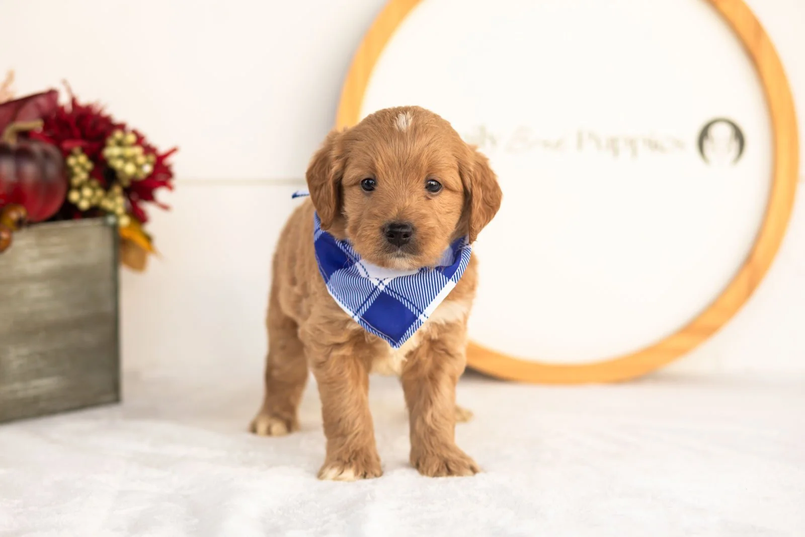 Flint goldendoodle for sale(4).jpg