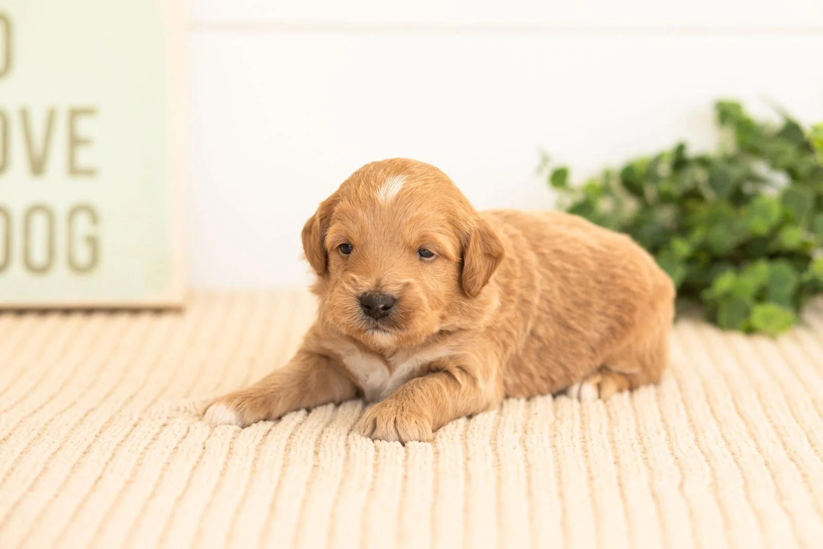 Flint goldendoodle for sale(1).jpg