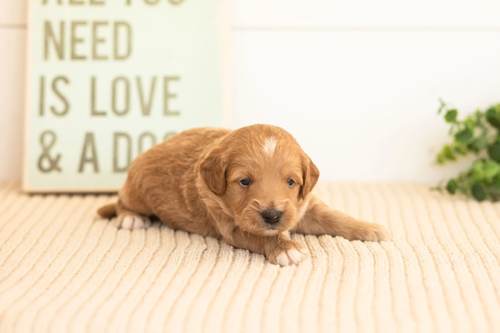 Flint goldendoodle for sale(2).jpg