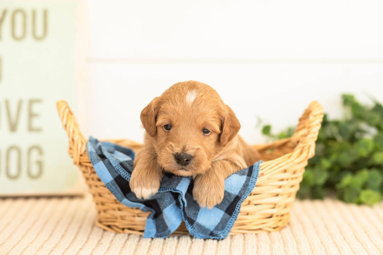 Flint goldendoodle for sale(4).jpg