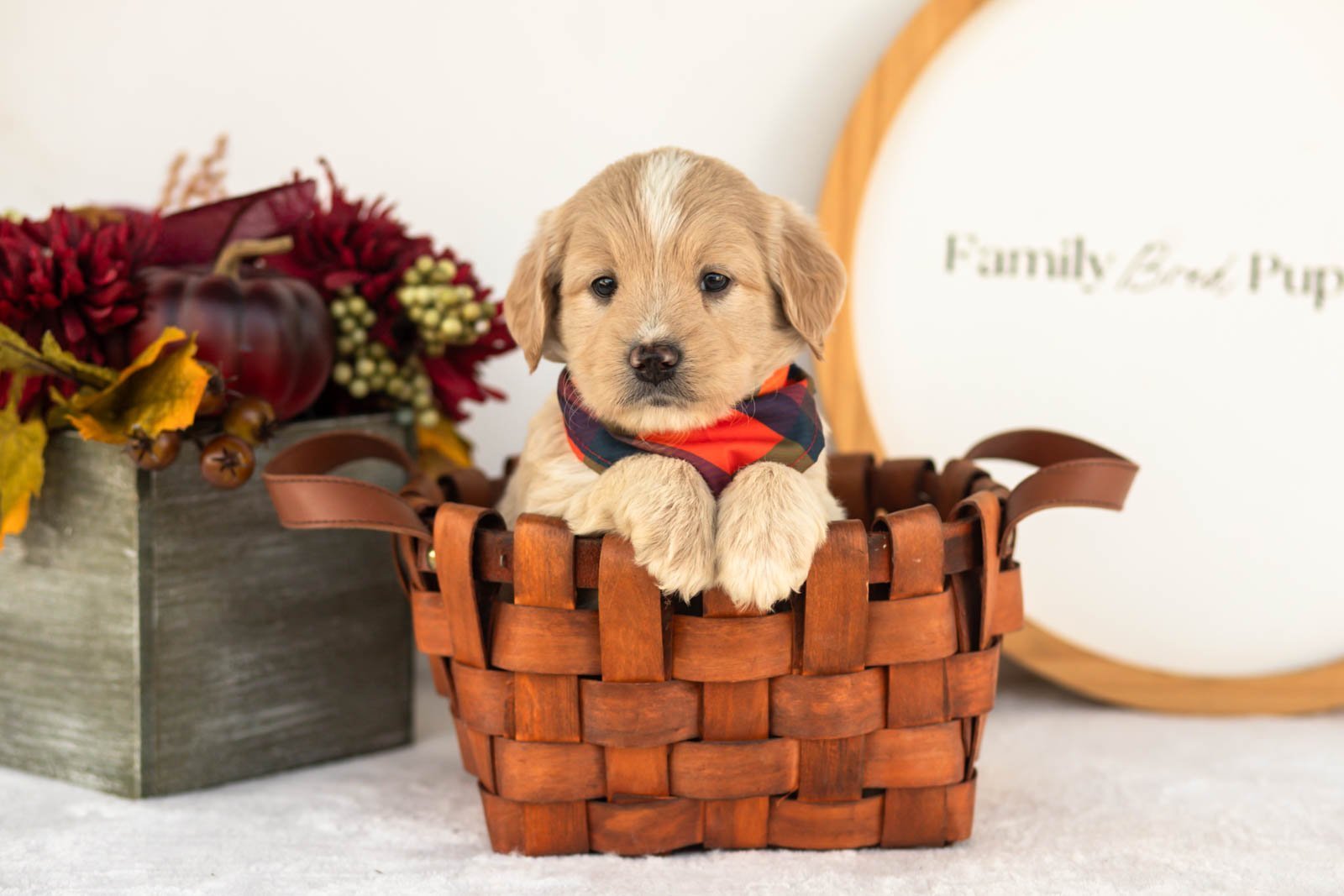 Maverick goldendoodle for sale(4).jpg