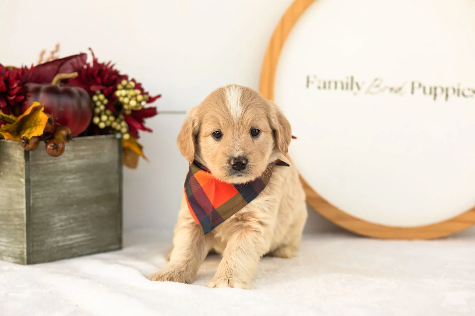 Maverick goldendoodle for sale.jpg