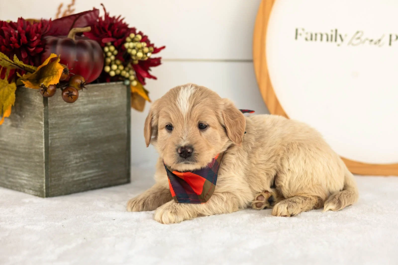 Maverick goldendoodle for sale(2).jpg