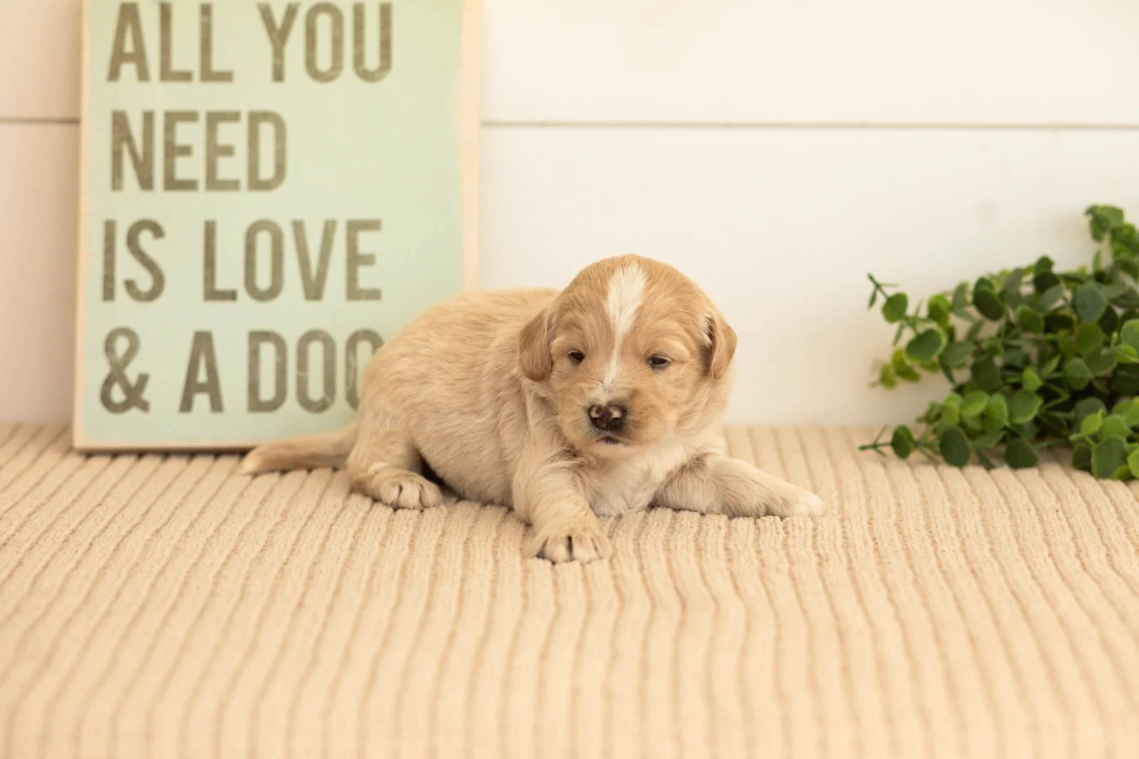 Maverick goldendoodle for sale(1).jpg