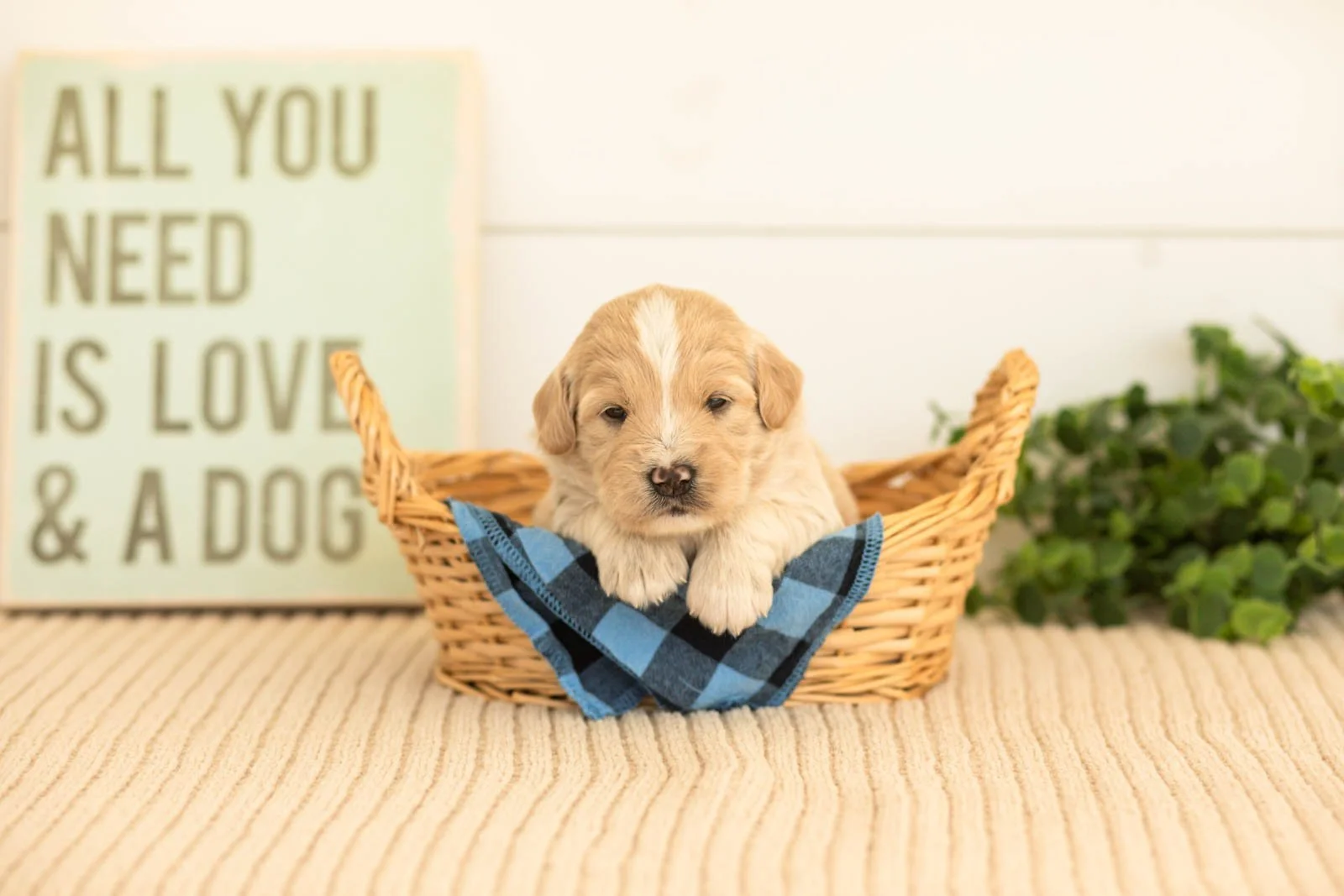 Maverick goldendoodle for sale(2).jpg