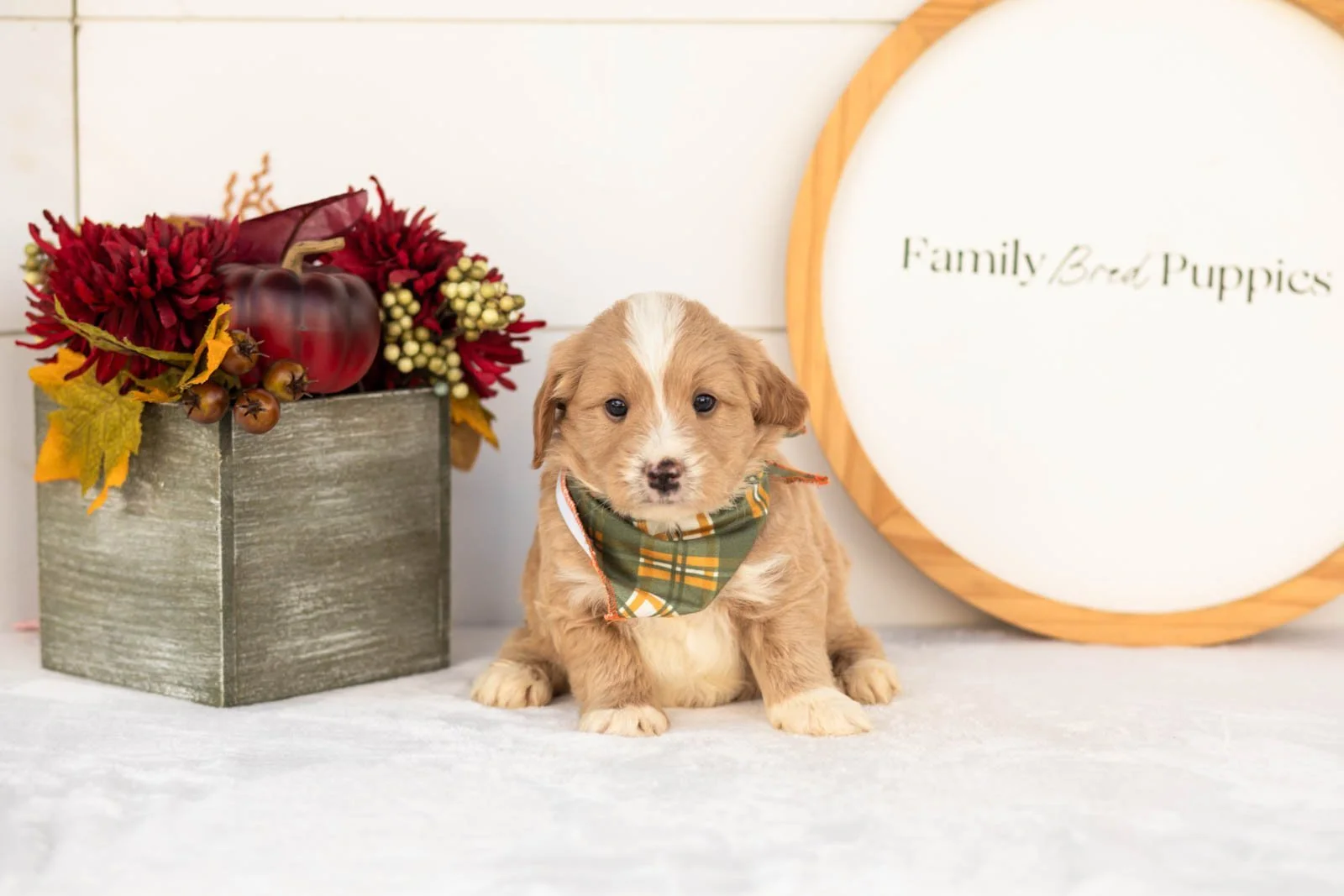 Rusty goldendoodle for sale(2).jpg