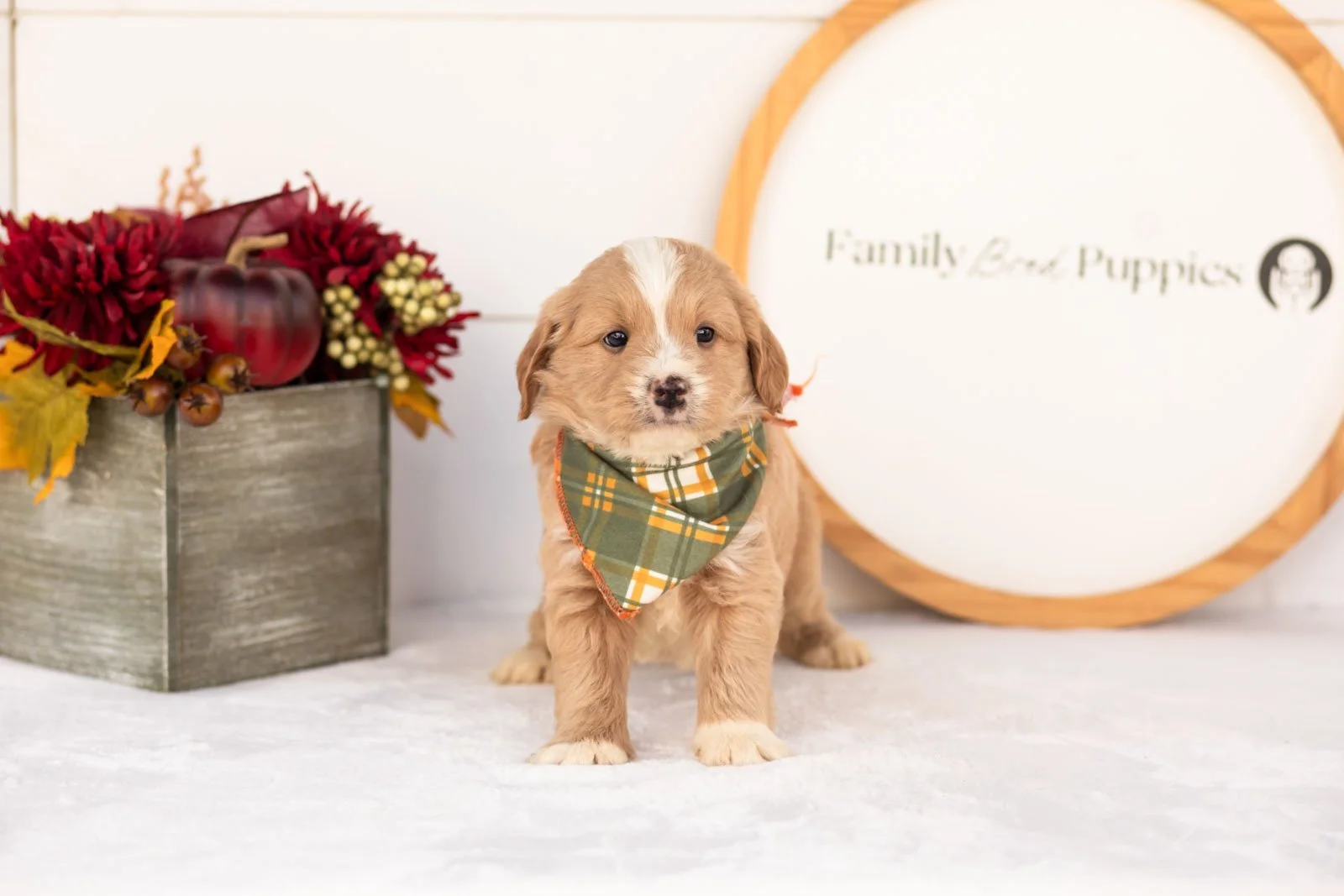 Rusty goldendoodle for sale(3).jpg