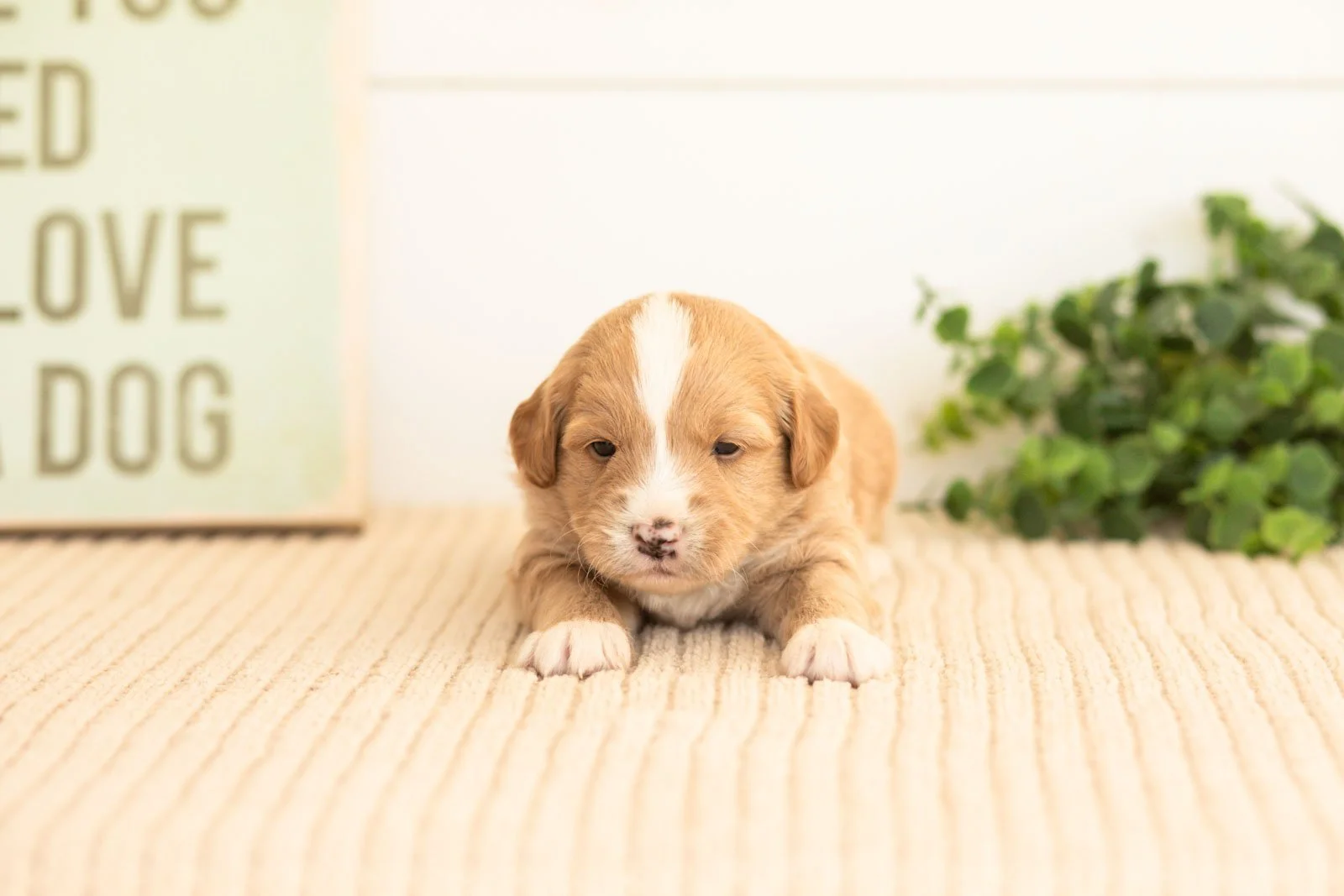 Rusty goldendoodle for sale.jpg