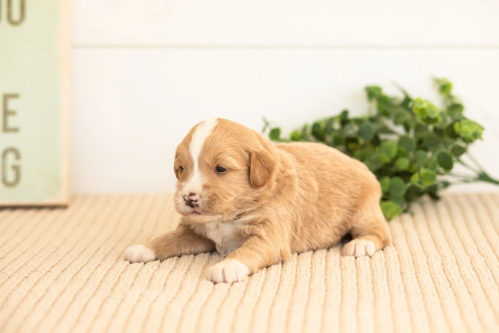 Rusty goldendoodle for sale(1).jpg