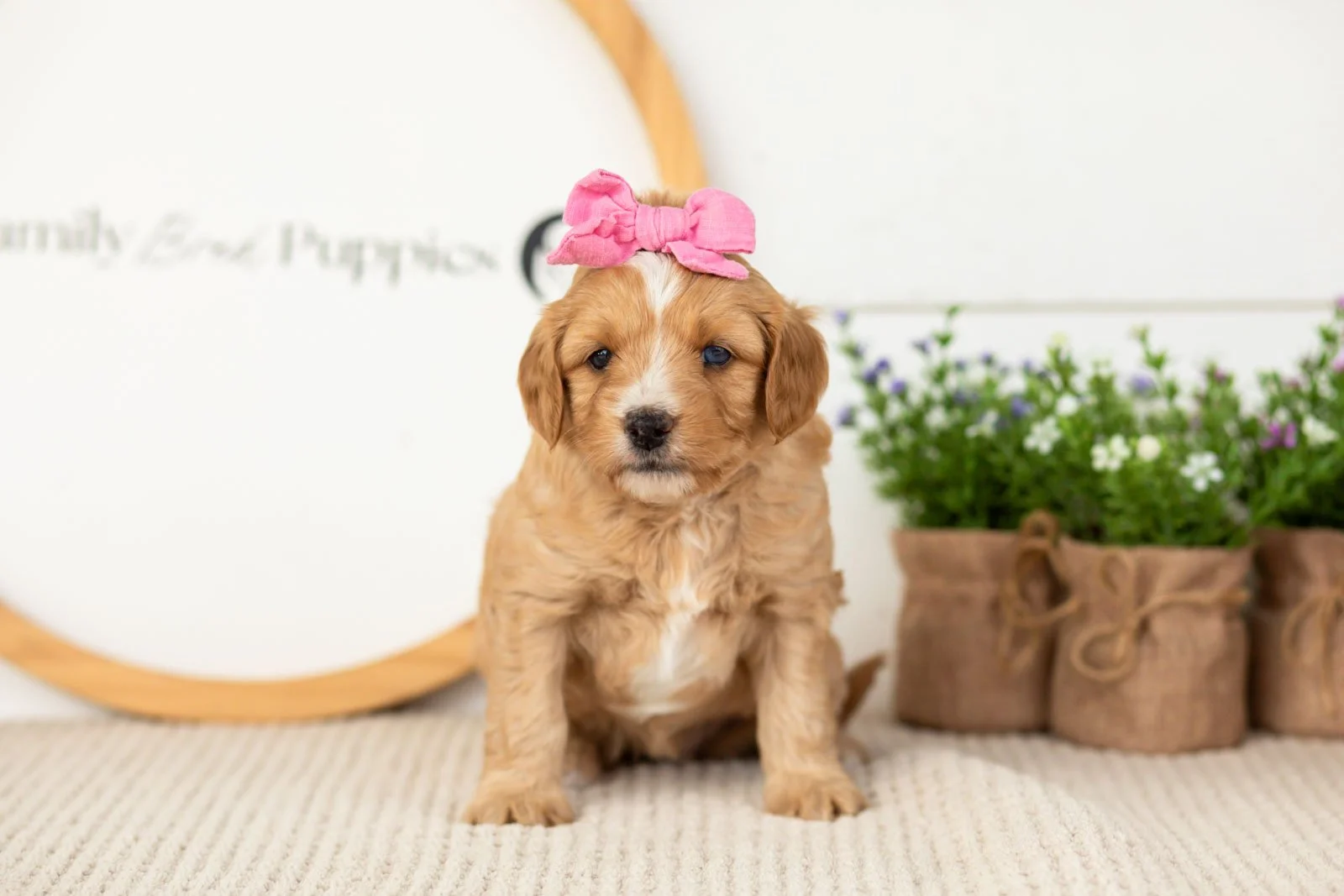 Glory goldendoodle for sale(1).jpg