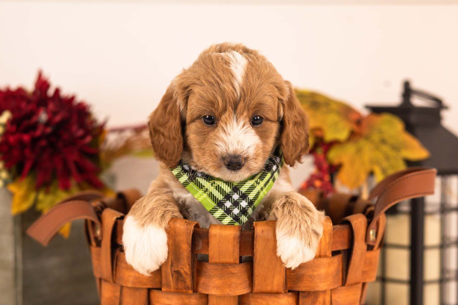 Agape goldendoodle for sale 3.jpg
