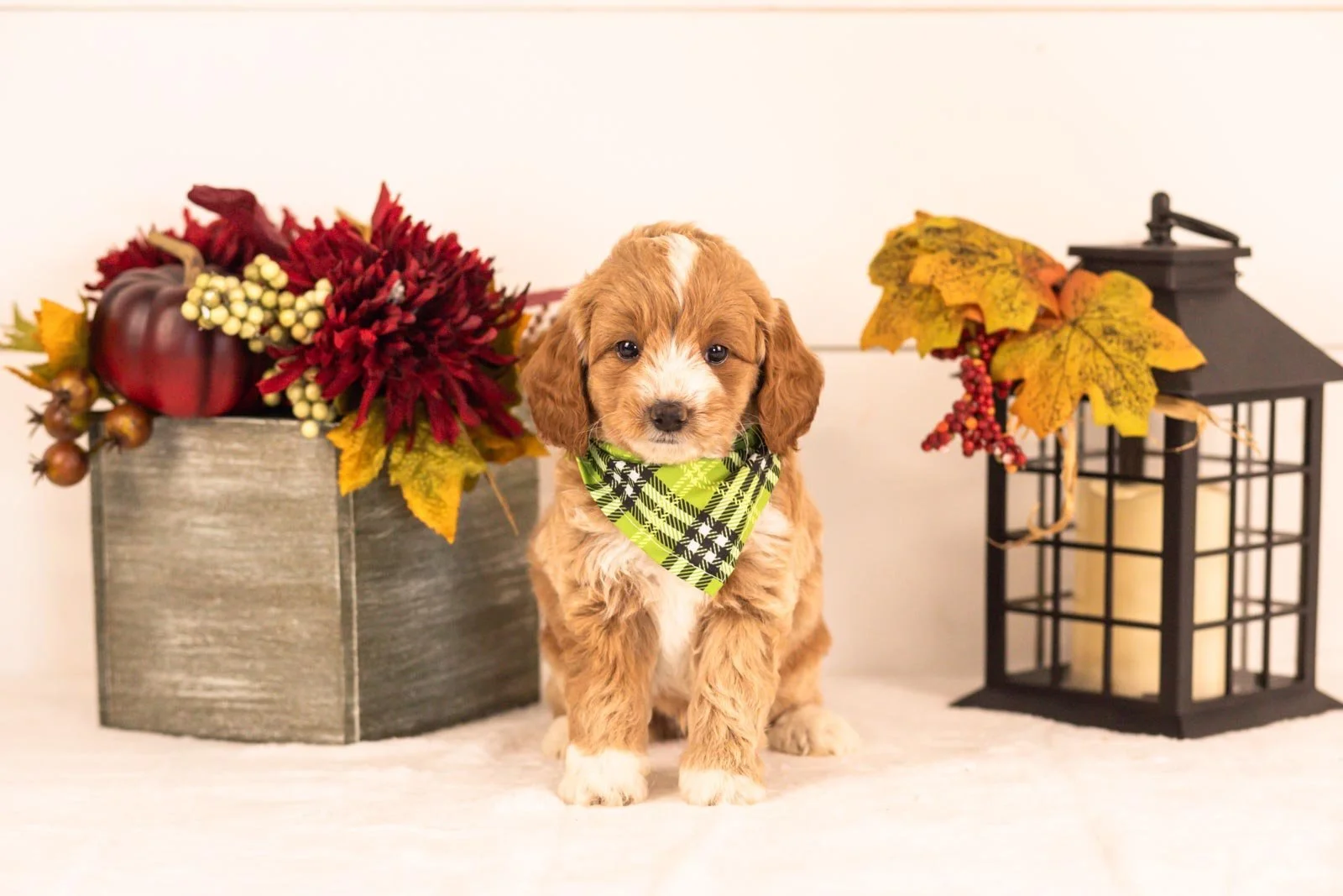 Agape goldendoodle for sale 4.jpg