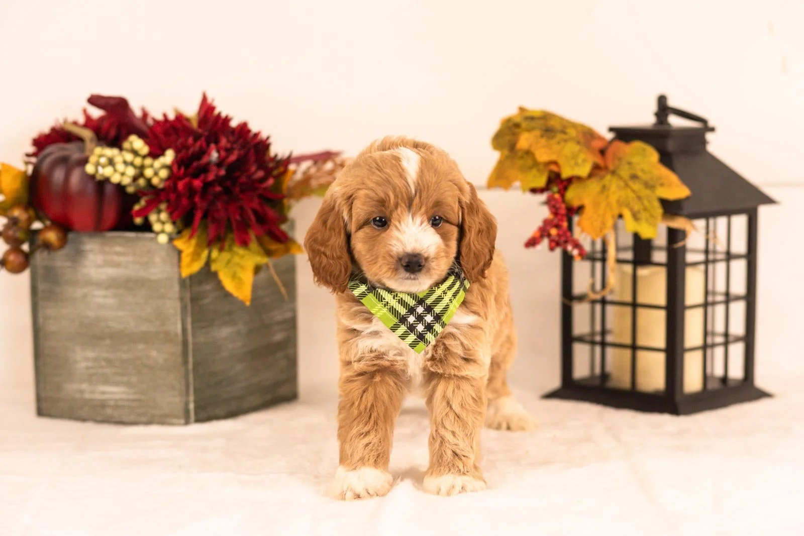 Agape goldendoodle for sale 5.jpg
