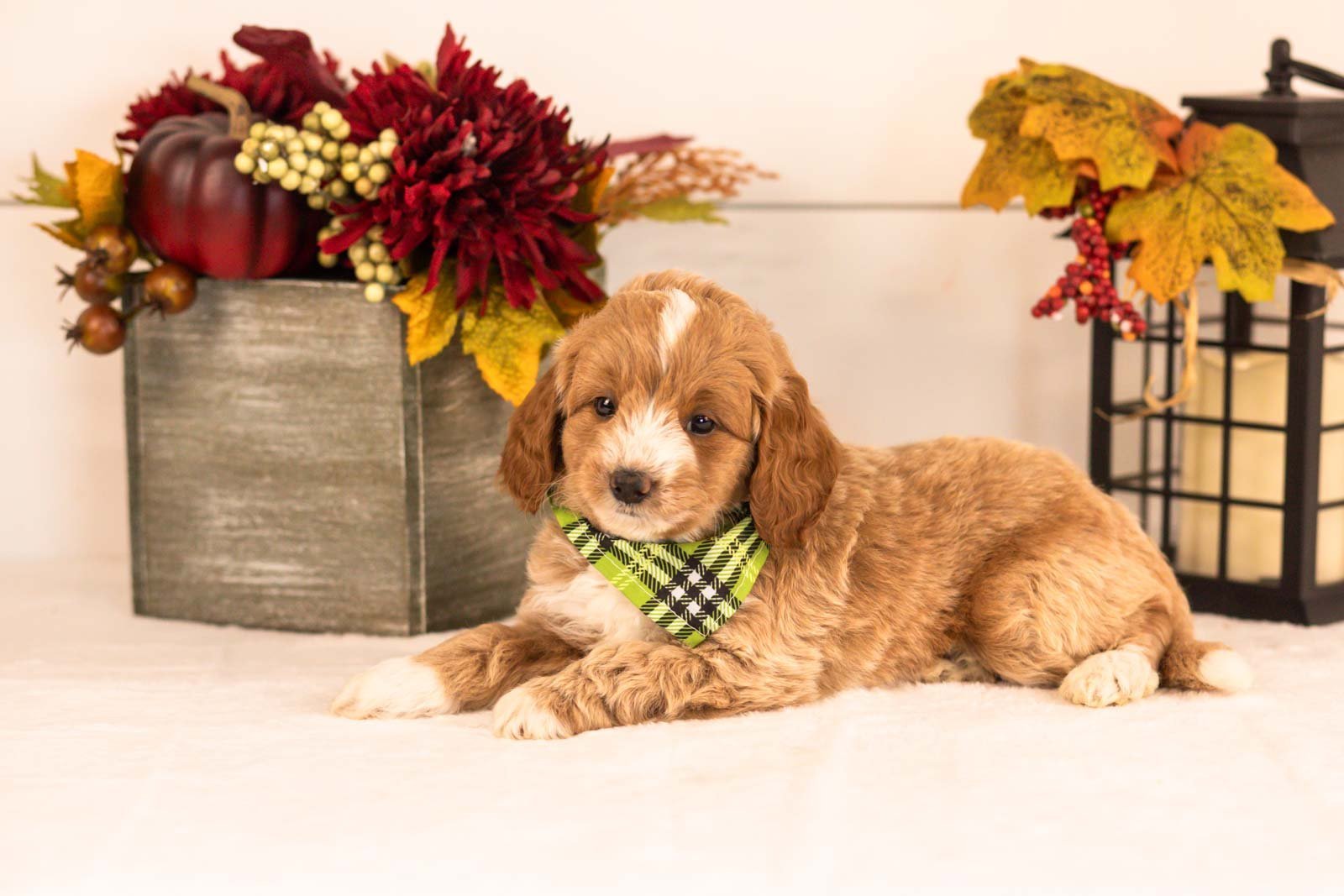 Agape goldendoodle for sale 6.jpg