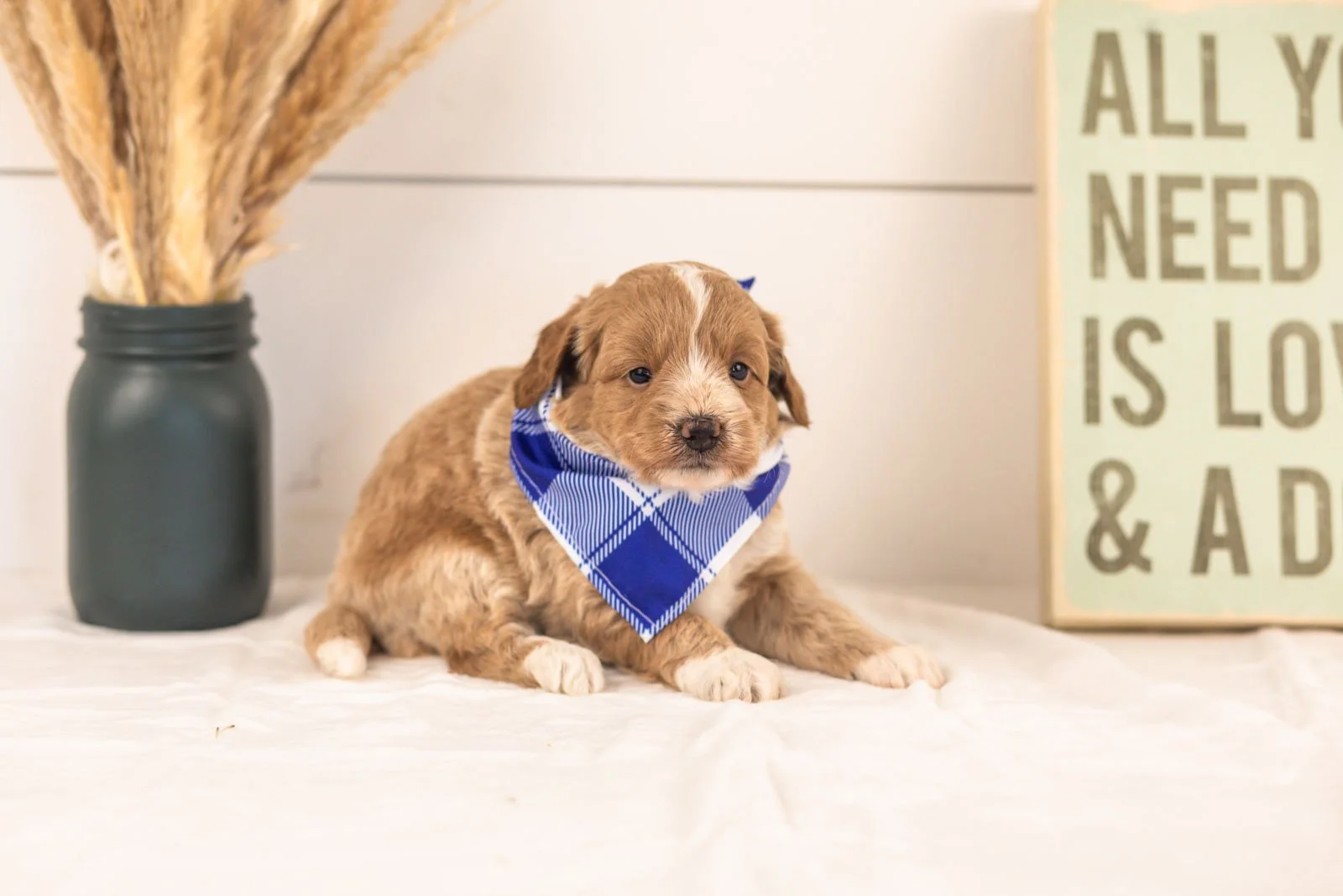 Agape goldendoodle for sale(2).jpg
