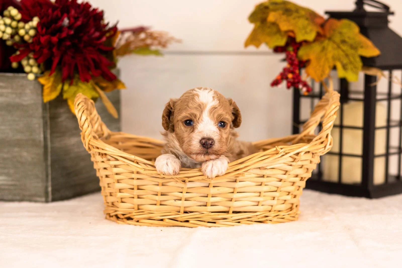 Dylan goldendoodle for sale(3).jpg