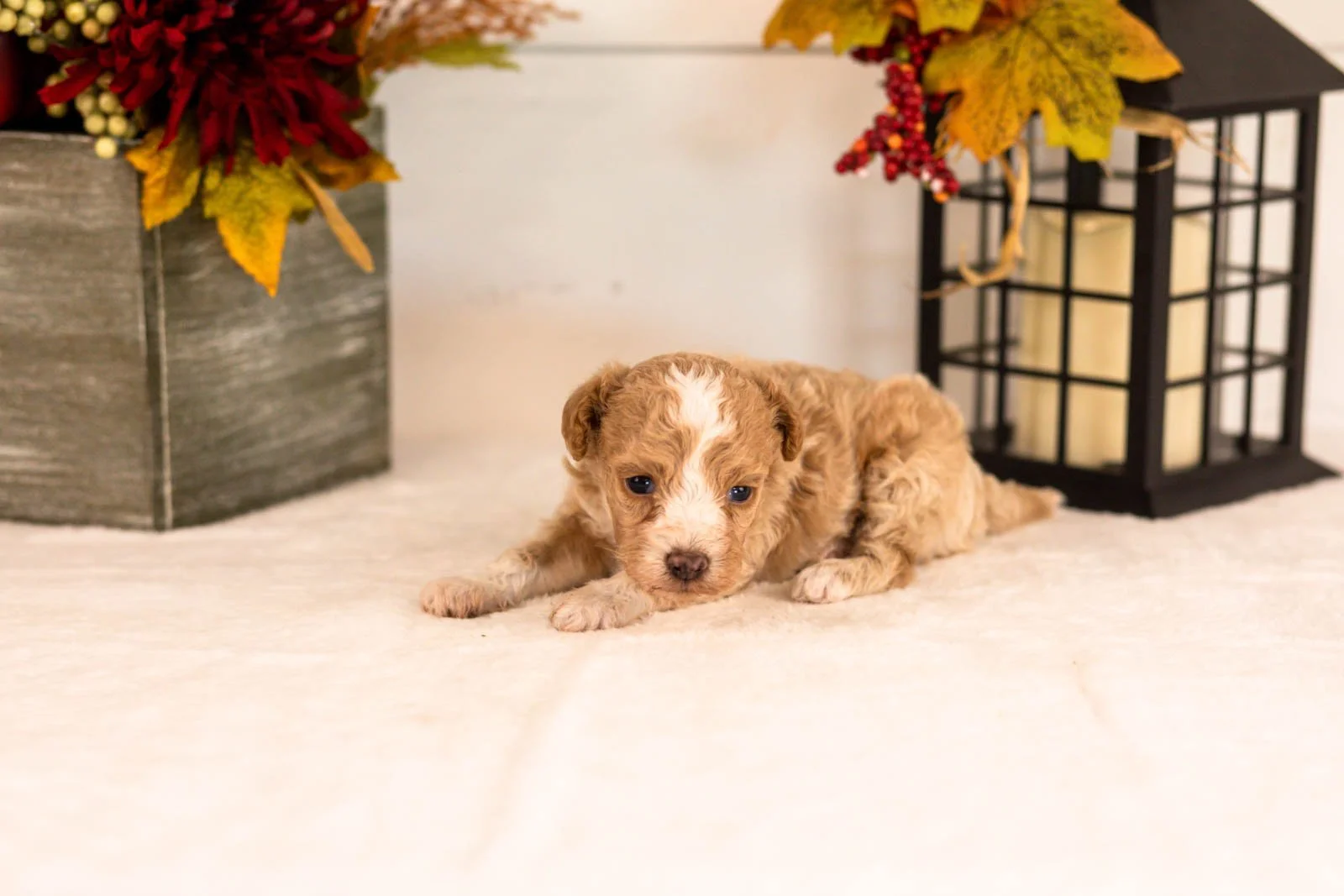Dylan goldendoodle for sale.jpg