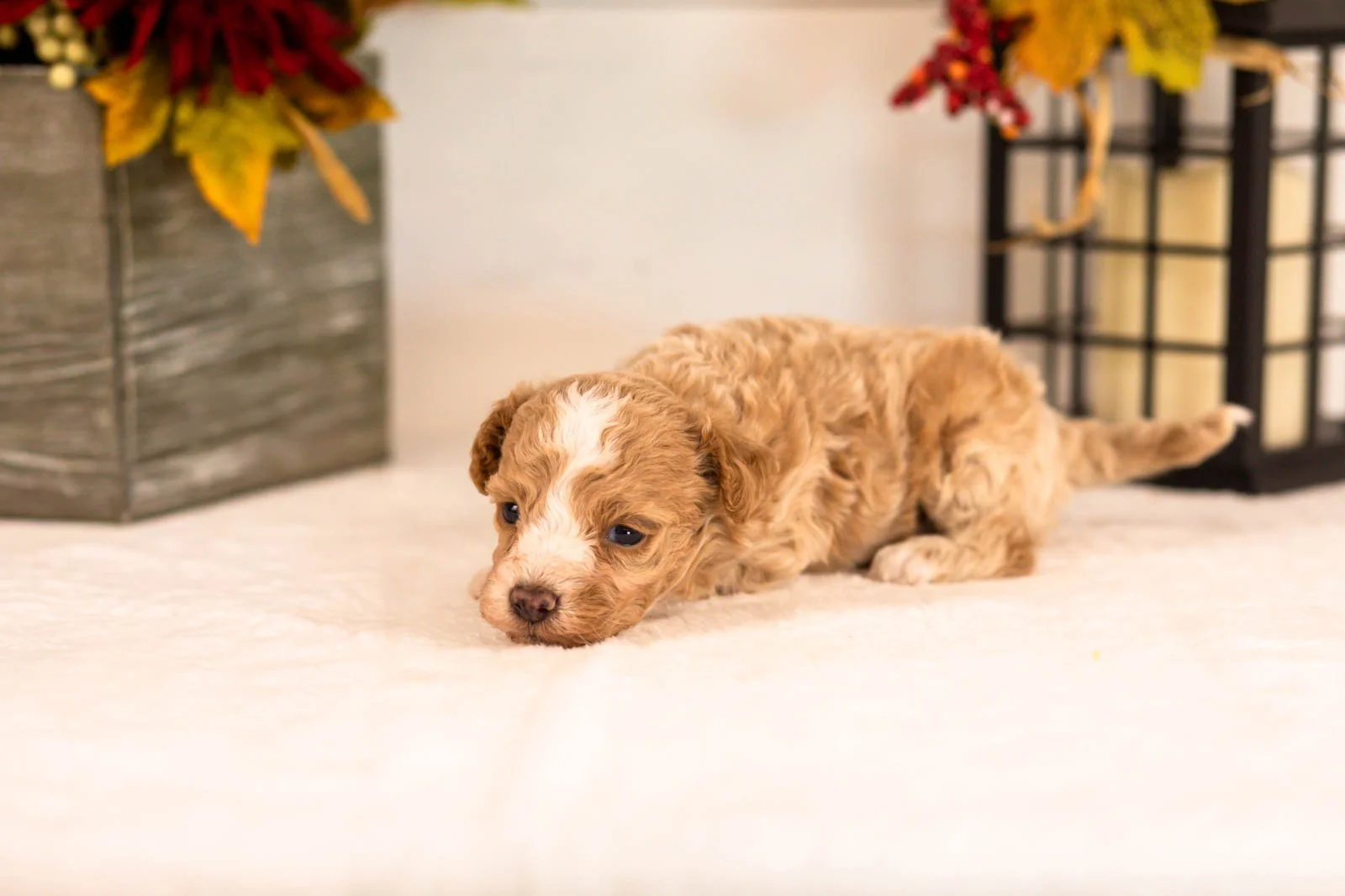 Dylan goldendoodle for sale(1).jpg