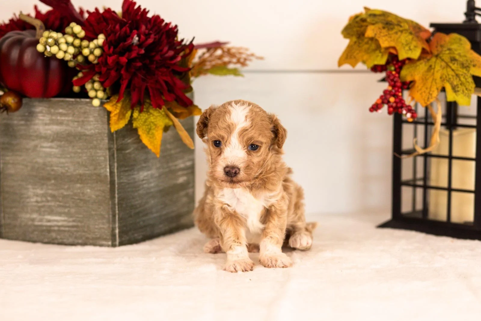 Dylan goldendoodle for sale(2).jpg