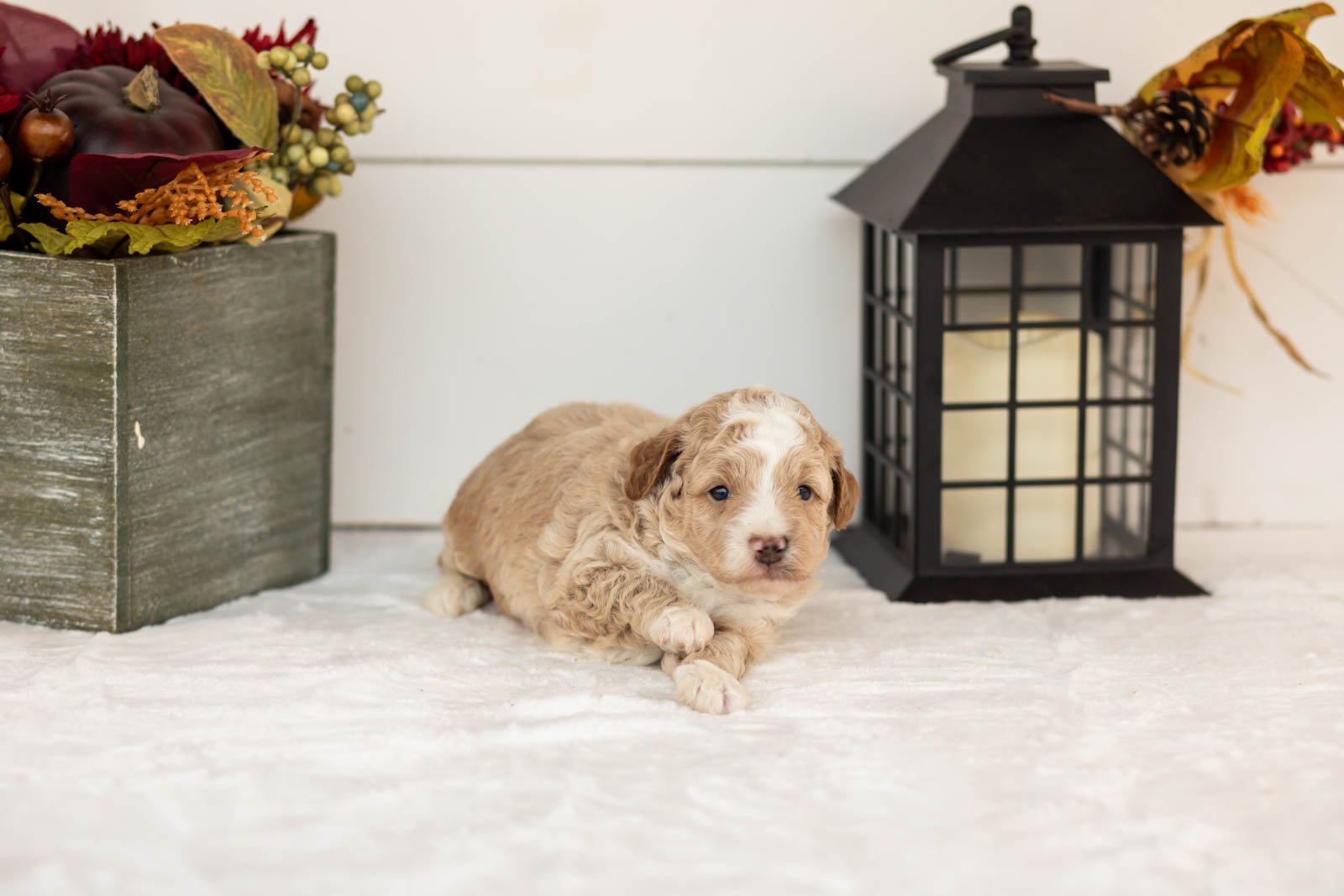Benedict goldendoodle for sale(1).jpg