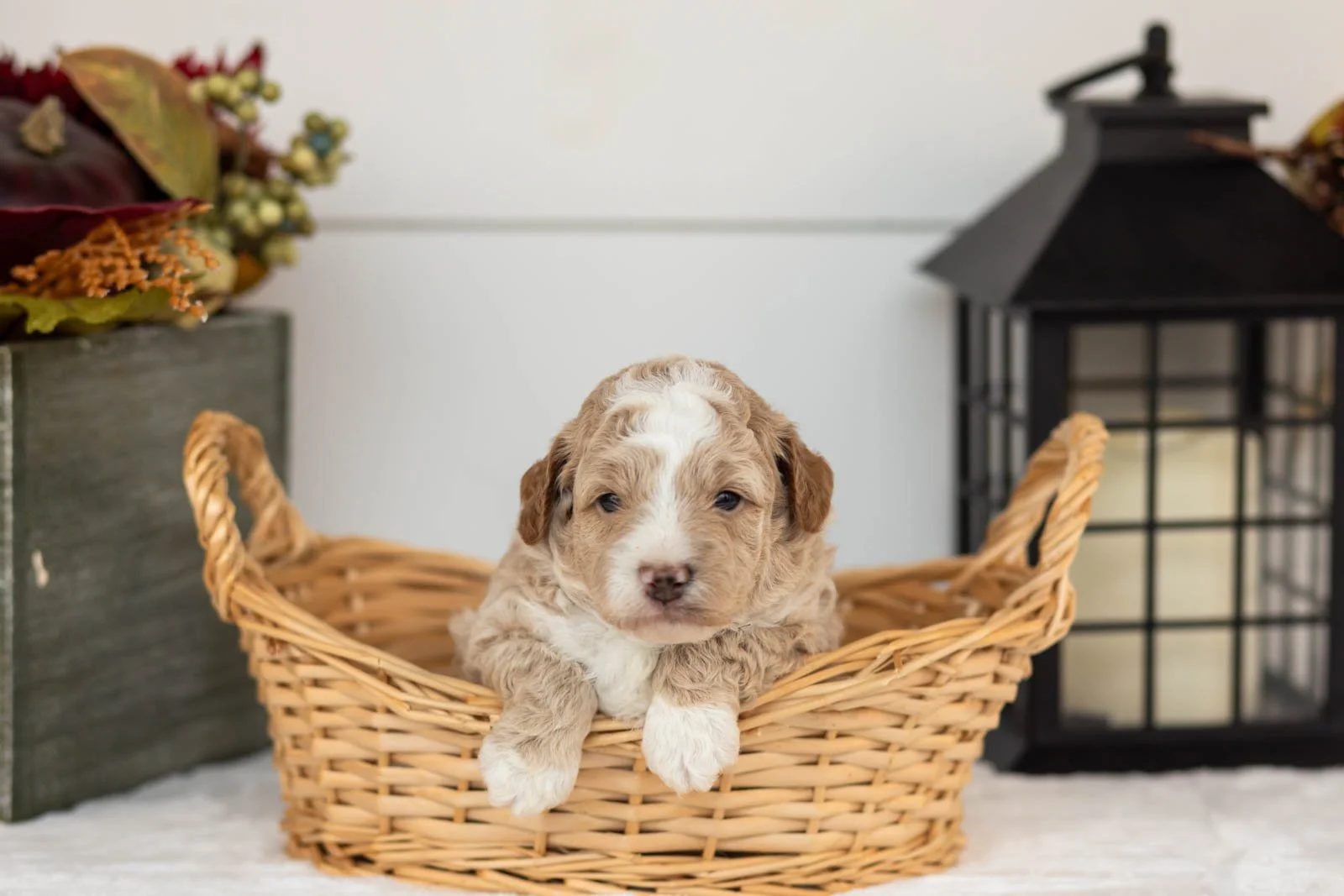 Benedict goldendoodle for sale(2).jpg