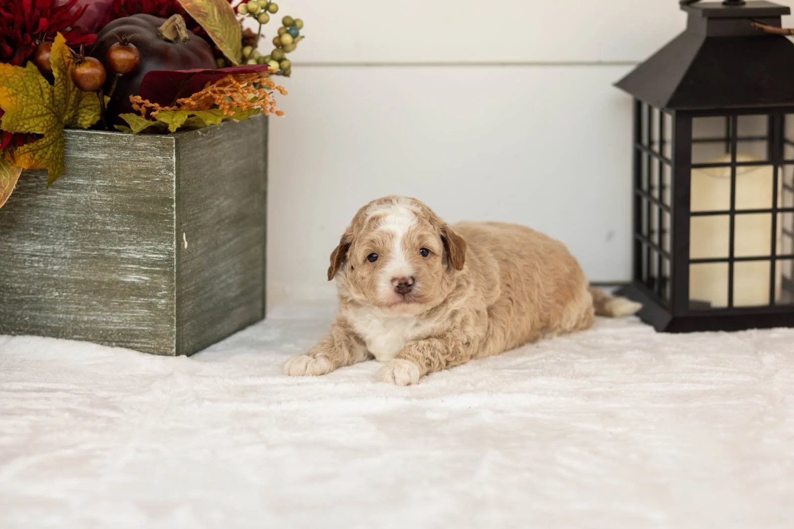 Benedict goldendoodle for sale(3).jpg