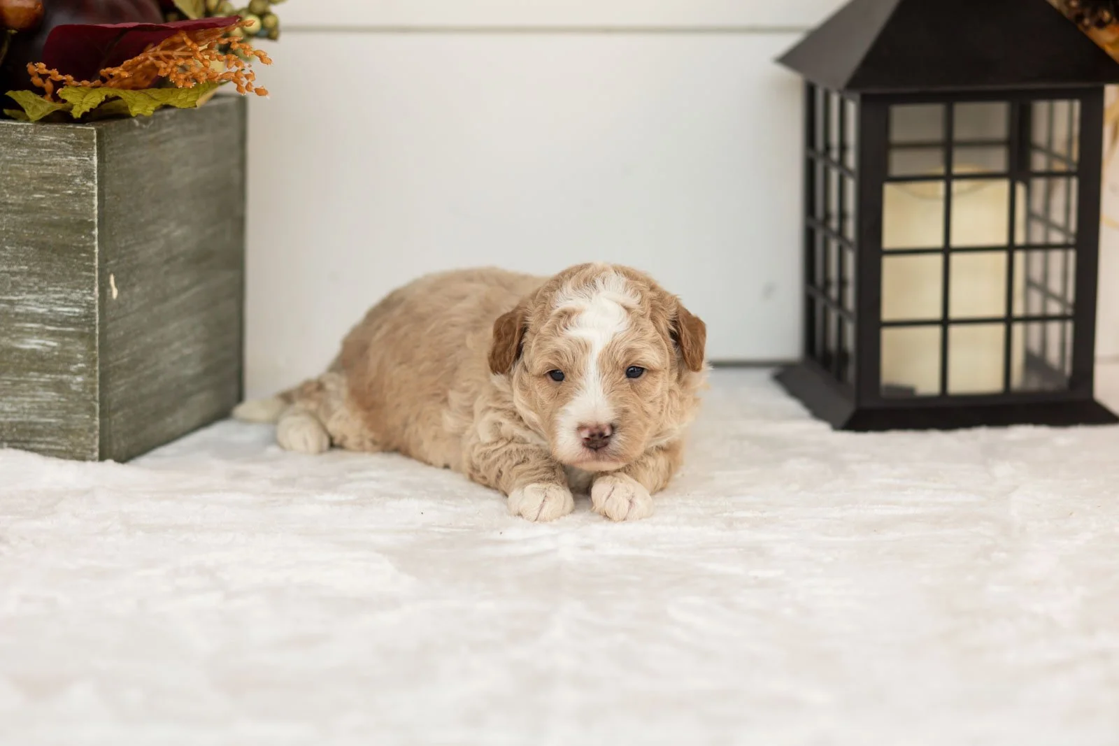 Benedict goldendoodle for sale(4).jpg