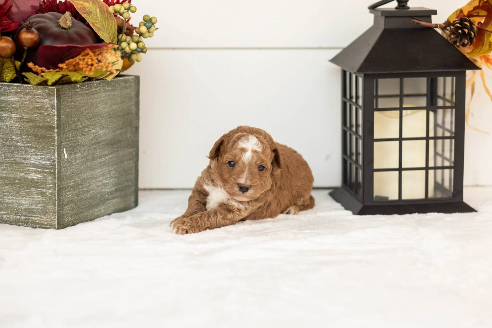 Biscuit goldendoodle for sale.jpg