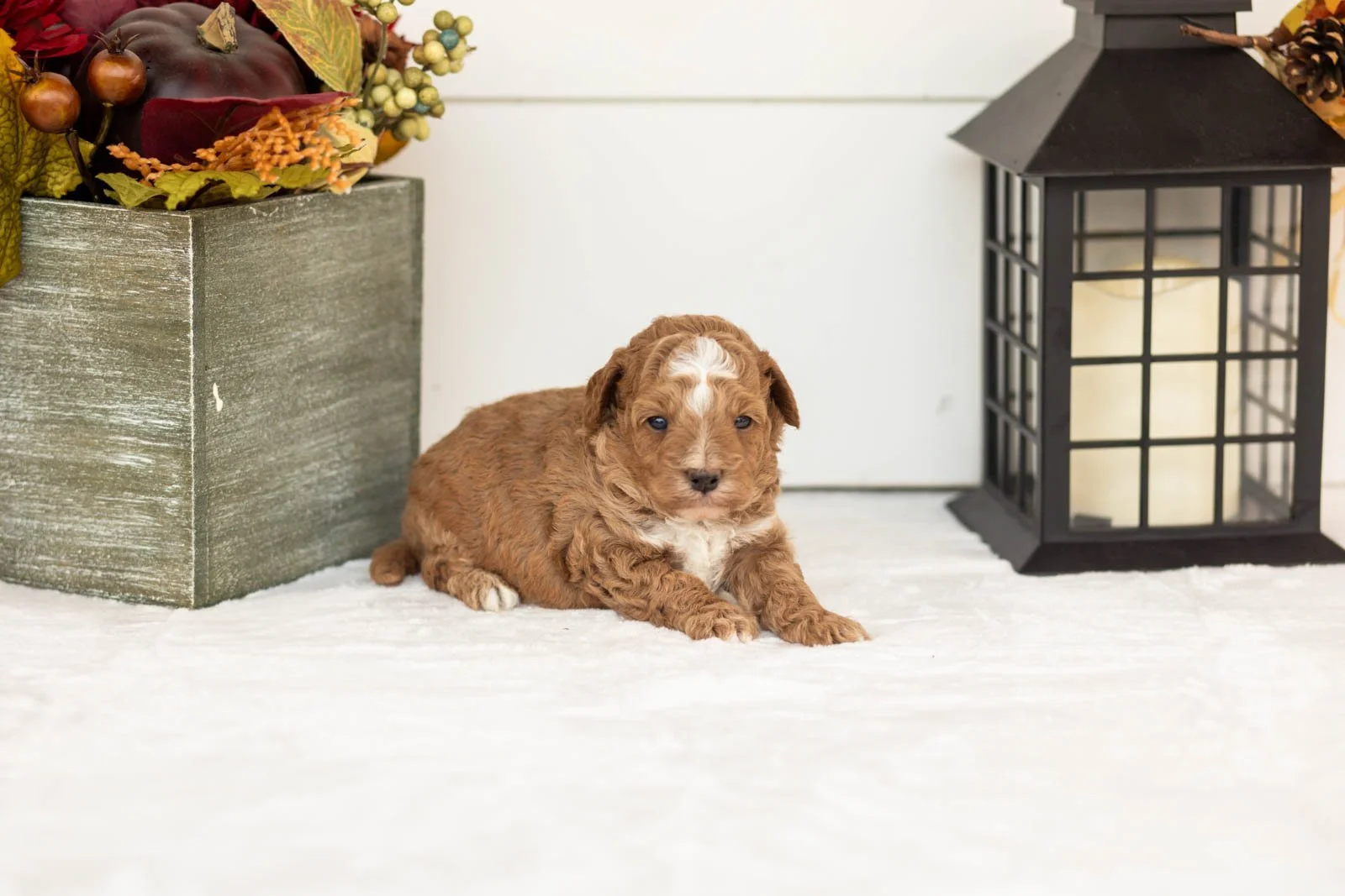 Biscuit goldendoodle for sale(1).jpg