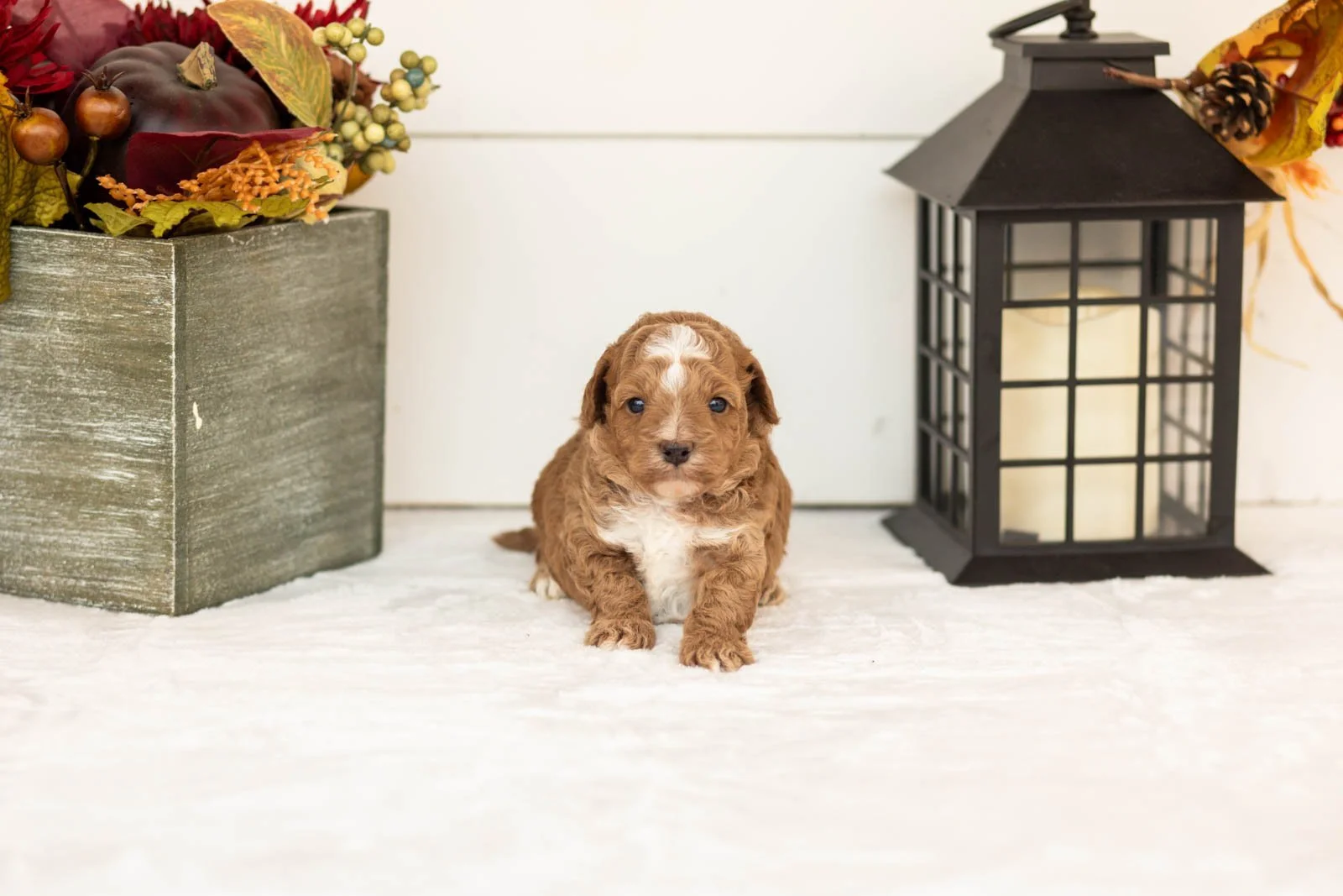 Biscuit goldendoodle for sale(3).jpg