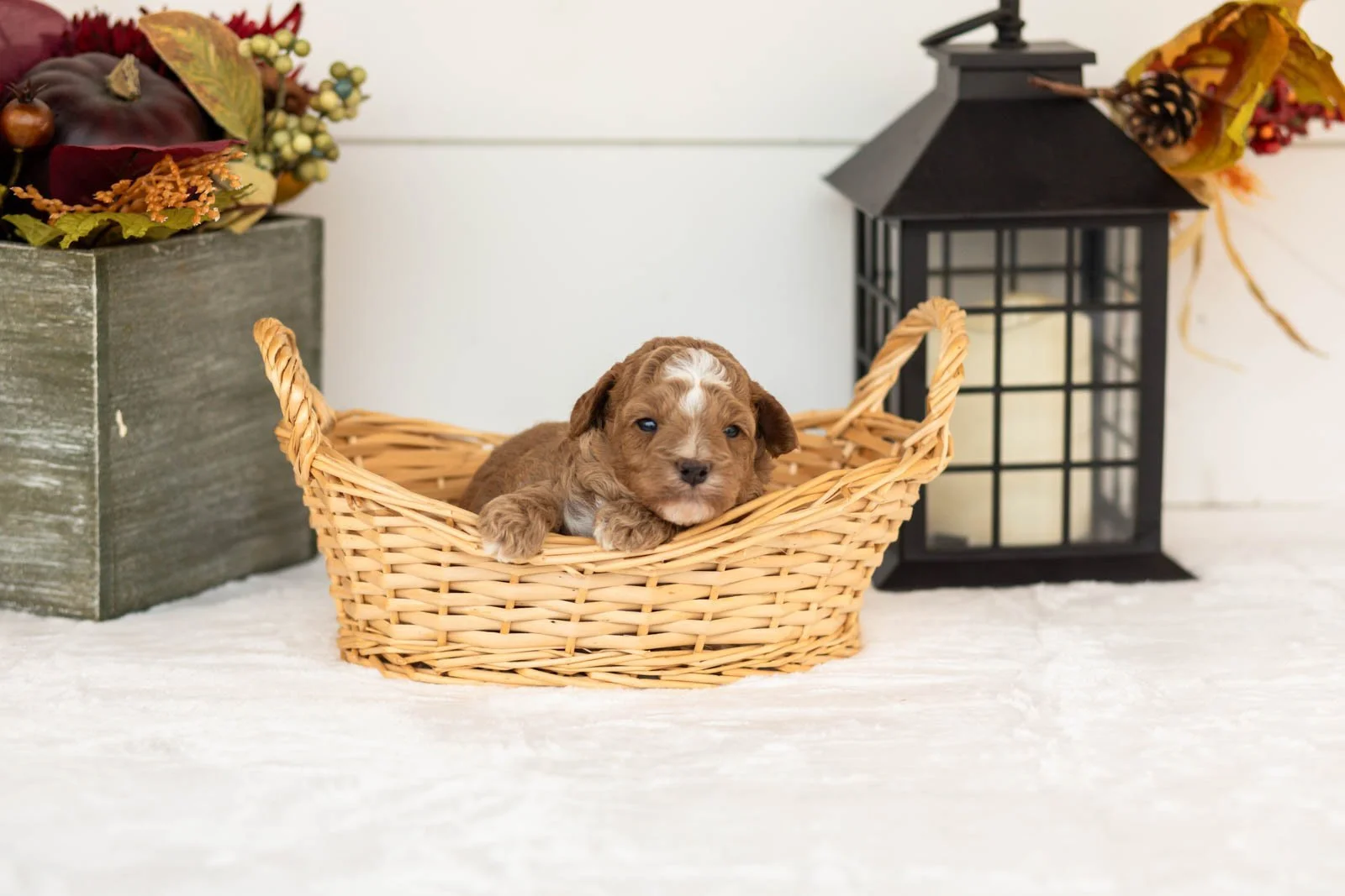 Biscuit goldendoodle for sale(4).jpg
