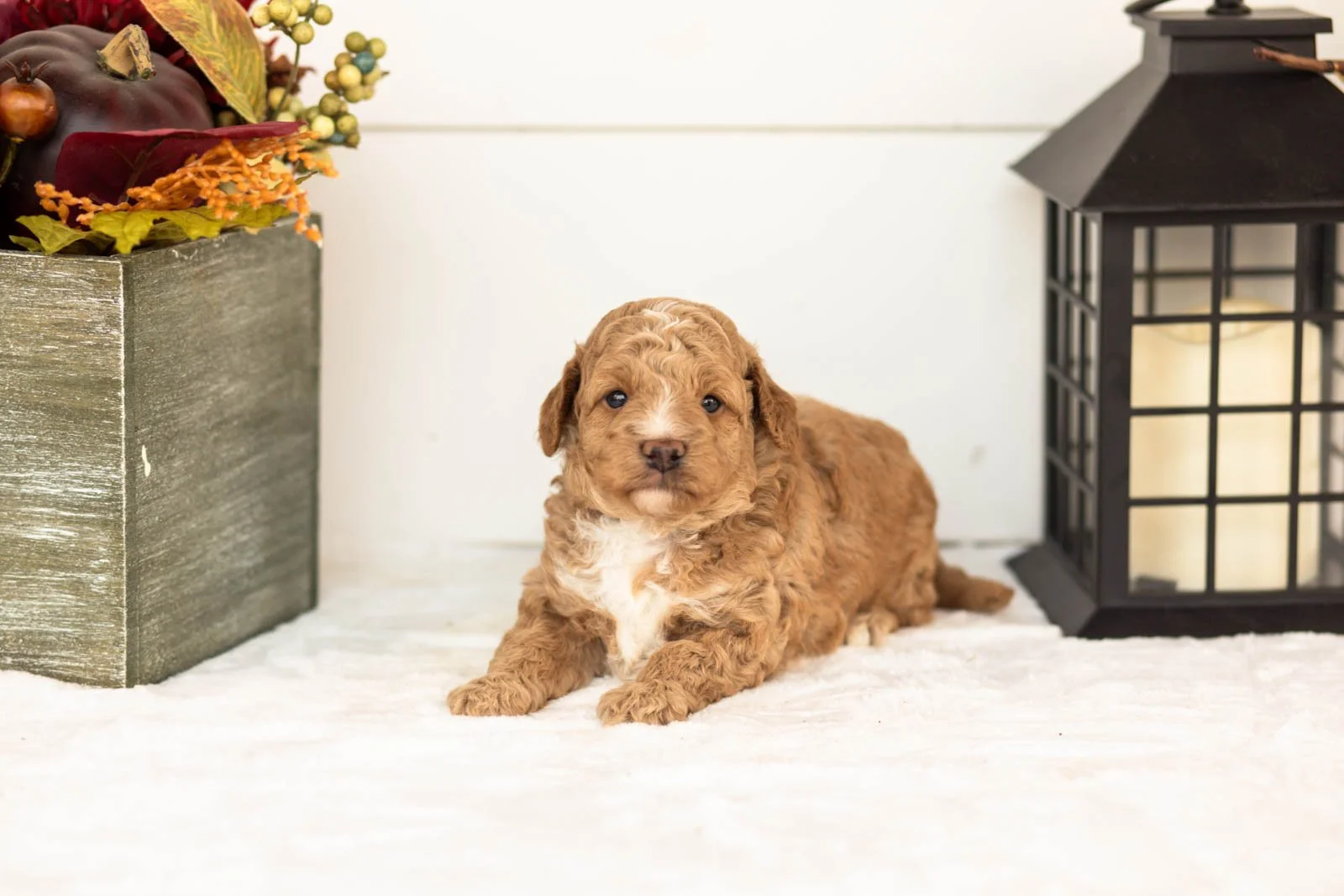 Muffin goldendoodle for sale.jpg