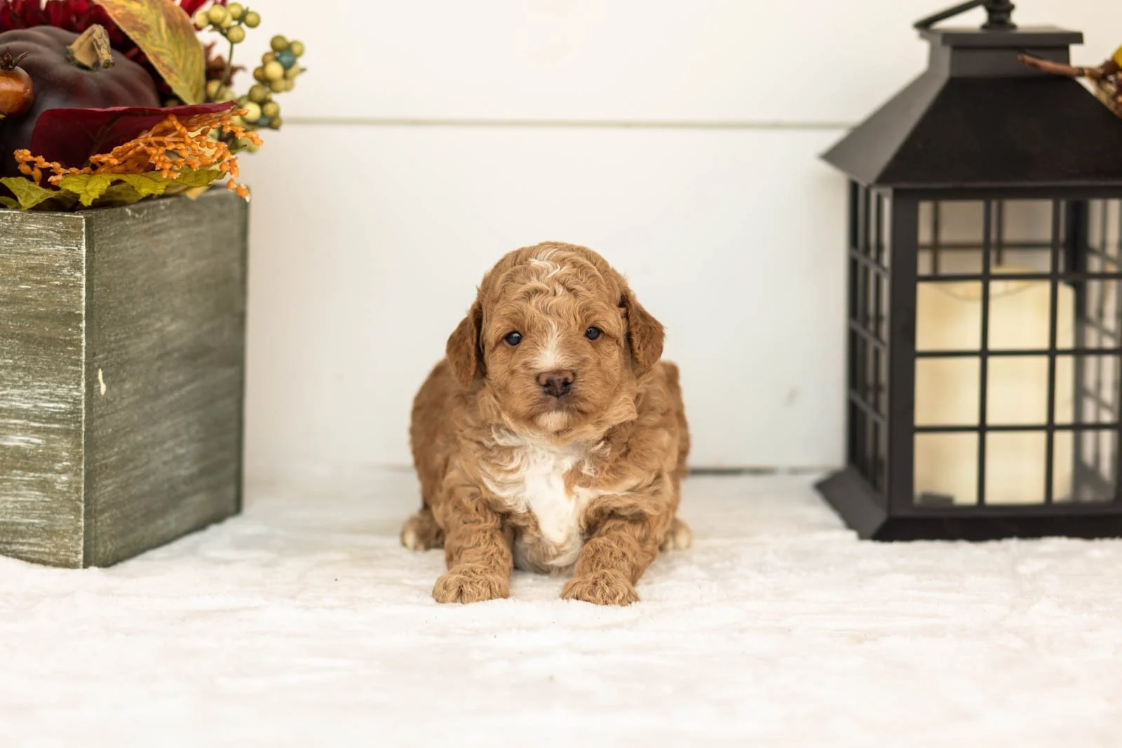 Muffin goldendoodle for sale(3).jpg