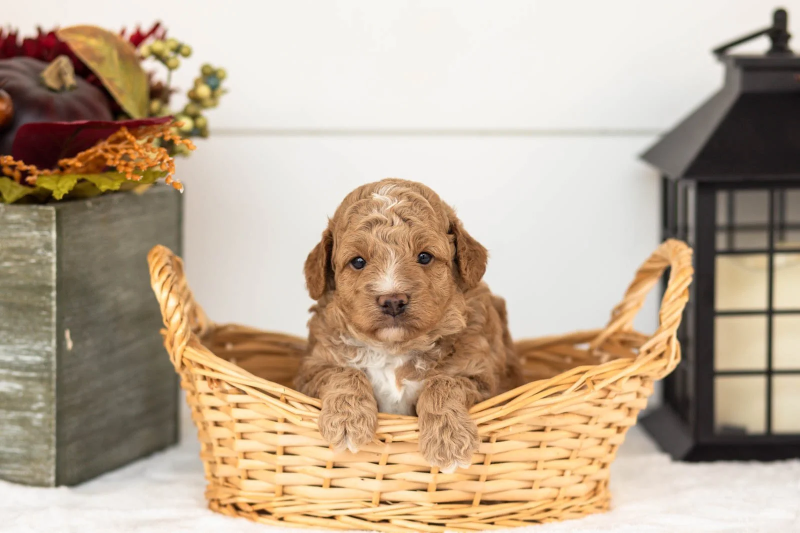 Muffin goldendoodle for sale(2).jpg