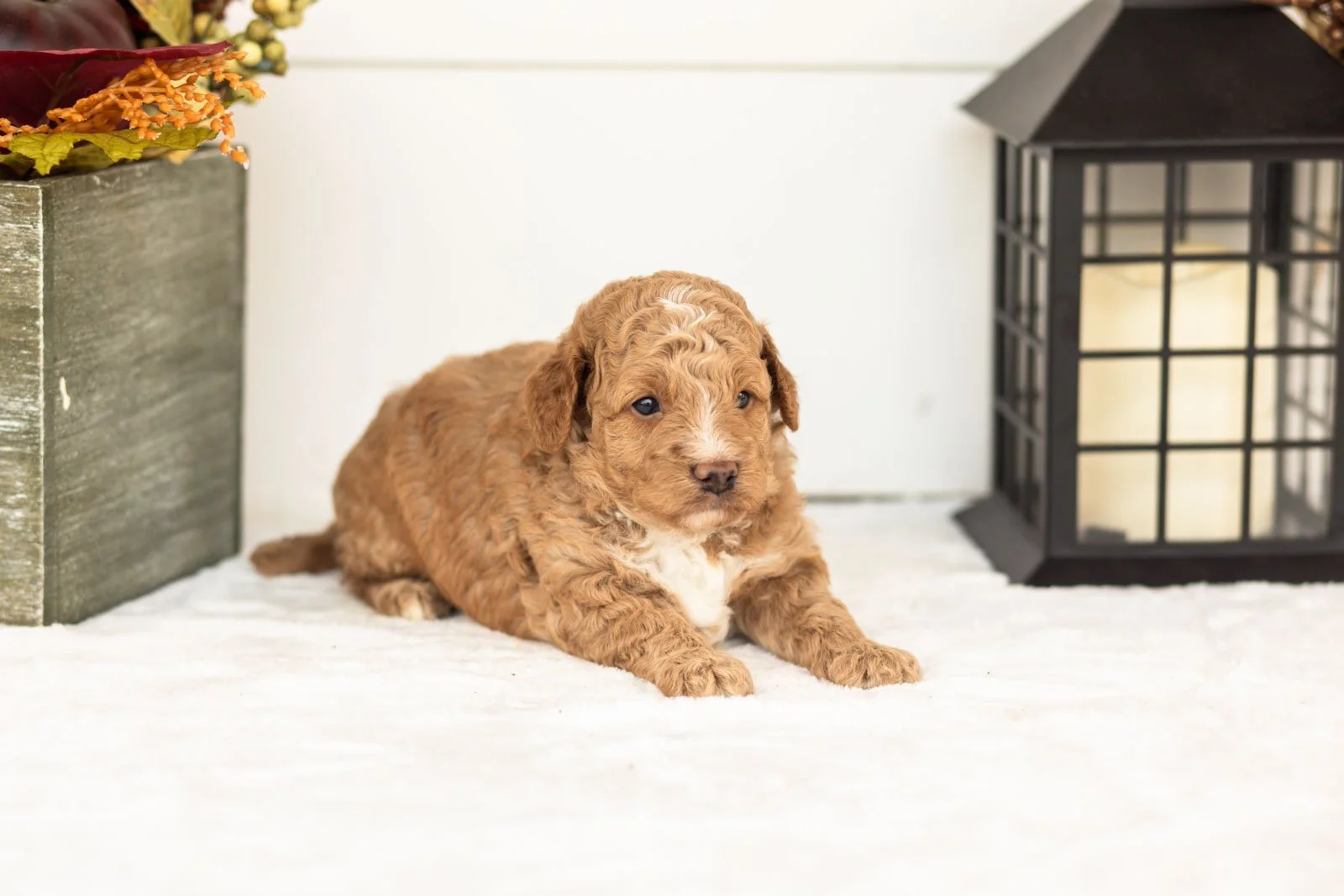Muffin goldendoodle for sale(4).jpg