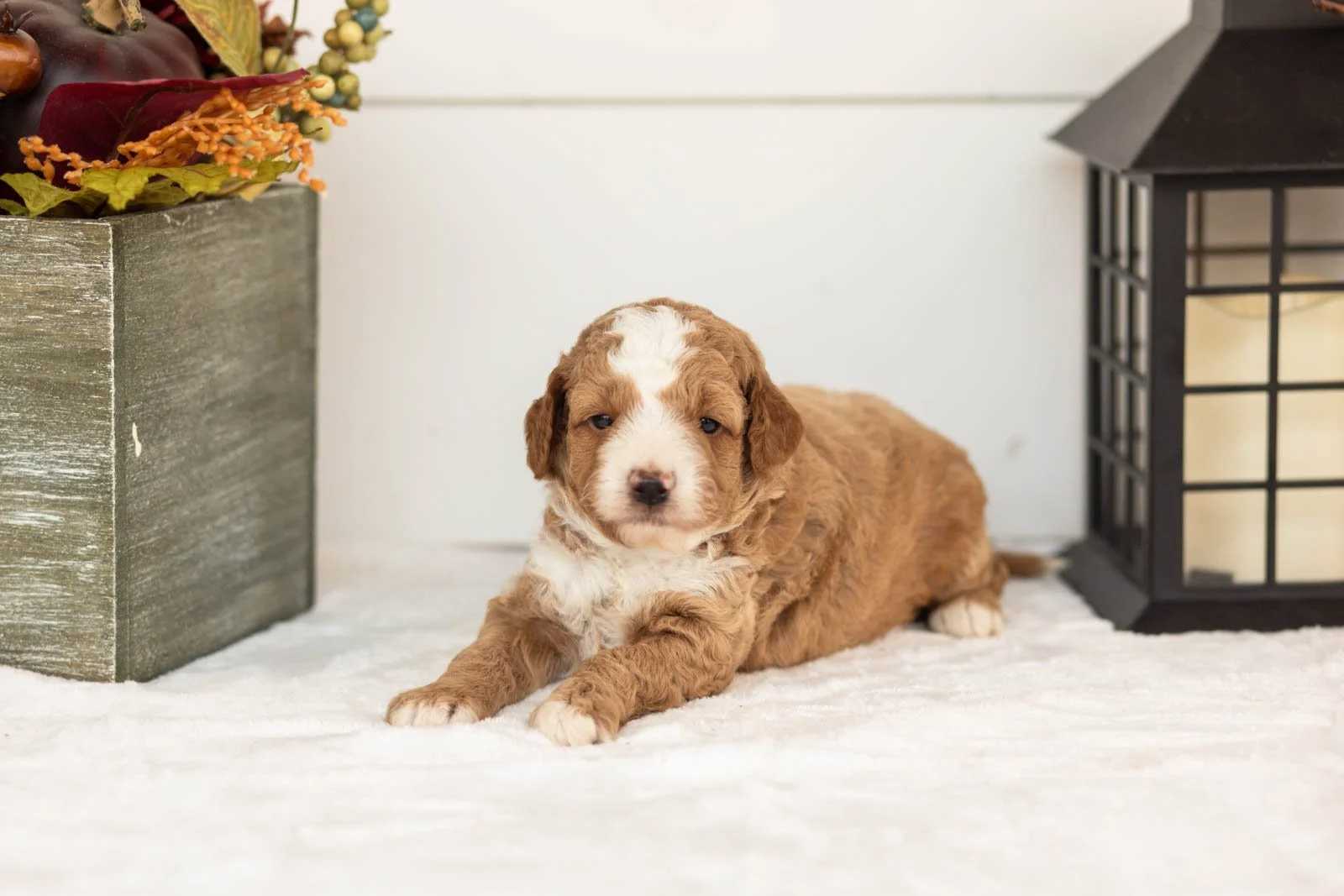 Tator goldendoodle for sale.jpg