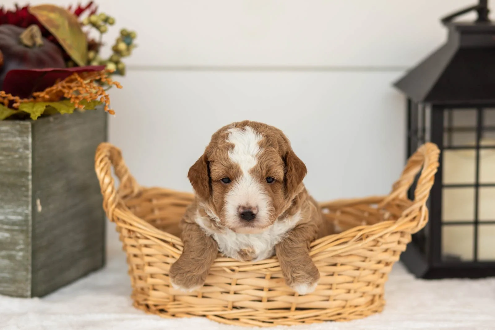 Tator goldendoodle for sale(2).jpg