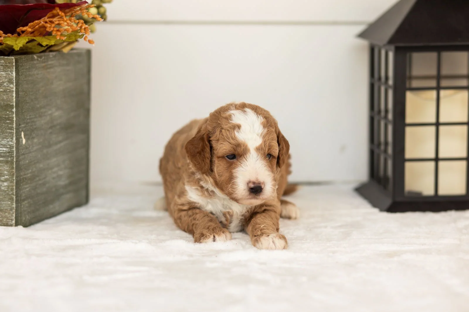 Tator goldendoodle for sale(3).jpg