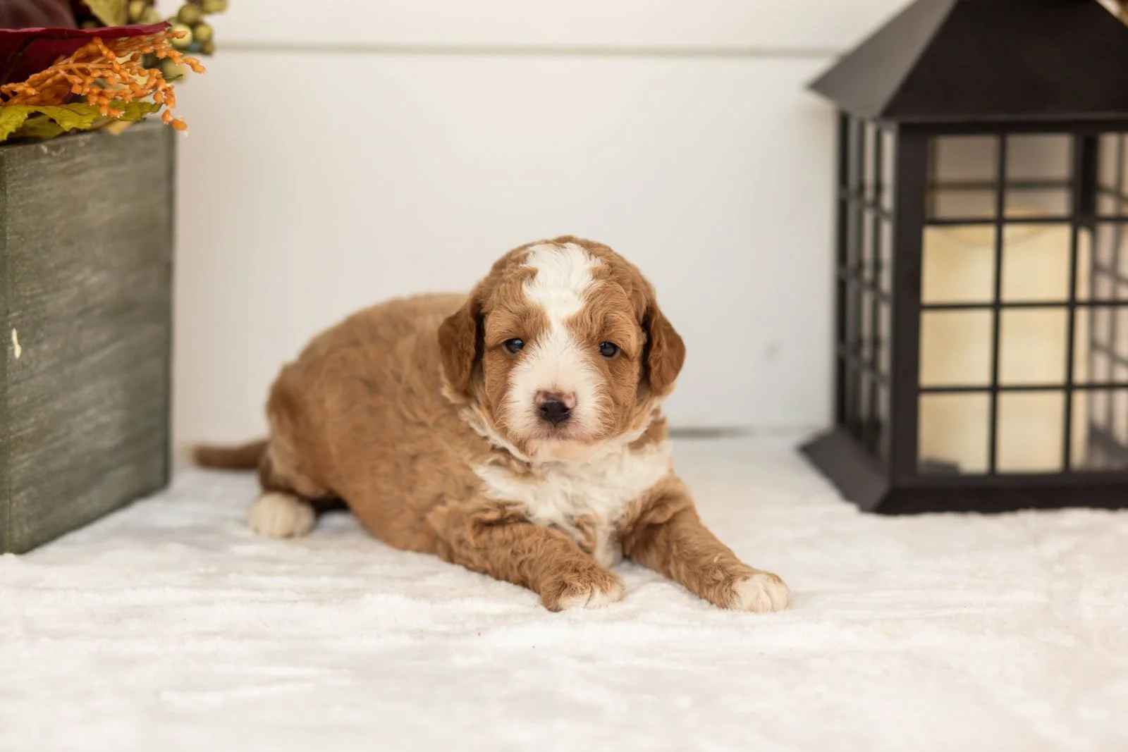 Tator goldendoodle for sale(4).jpg