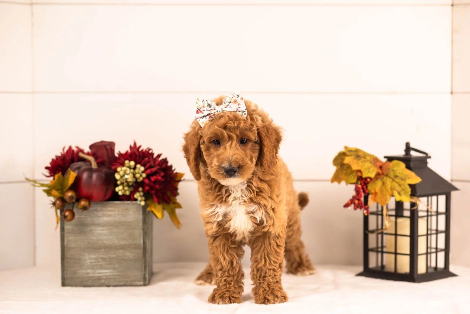 Flora goldendoodle for sale 3.jpg