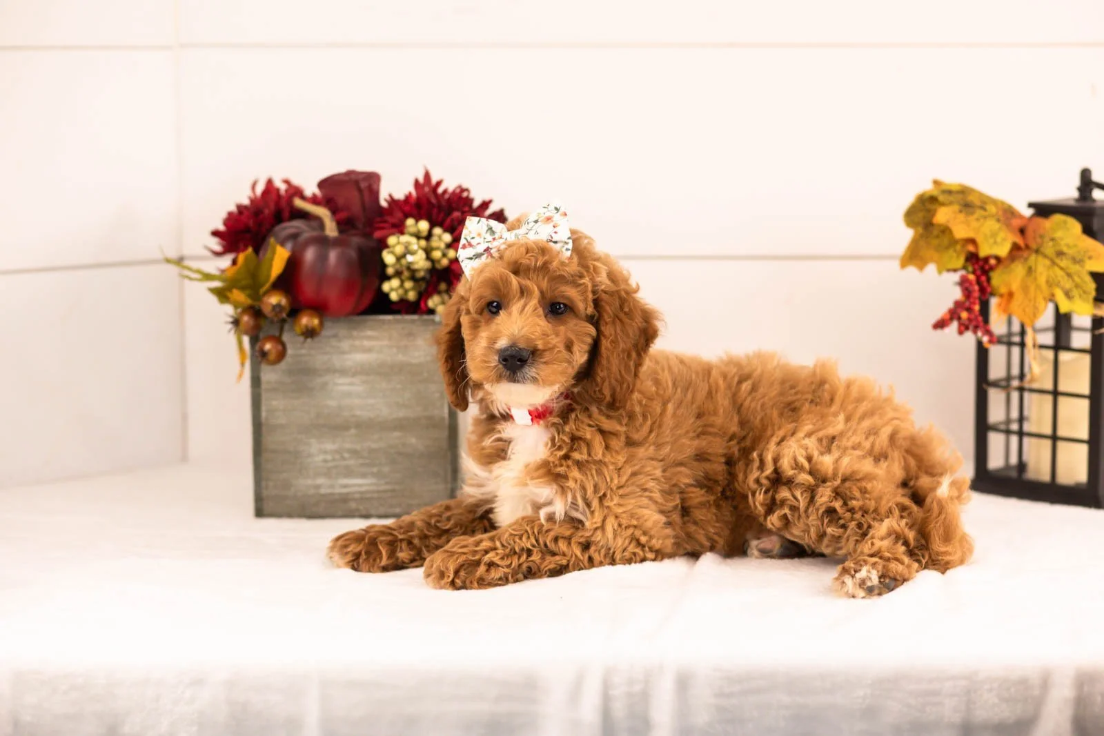 Flora goldendoodle for sale 1.jpg