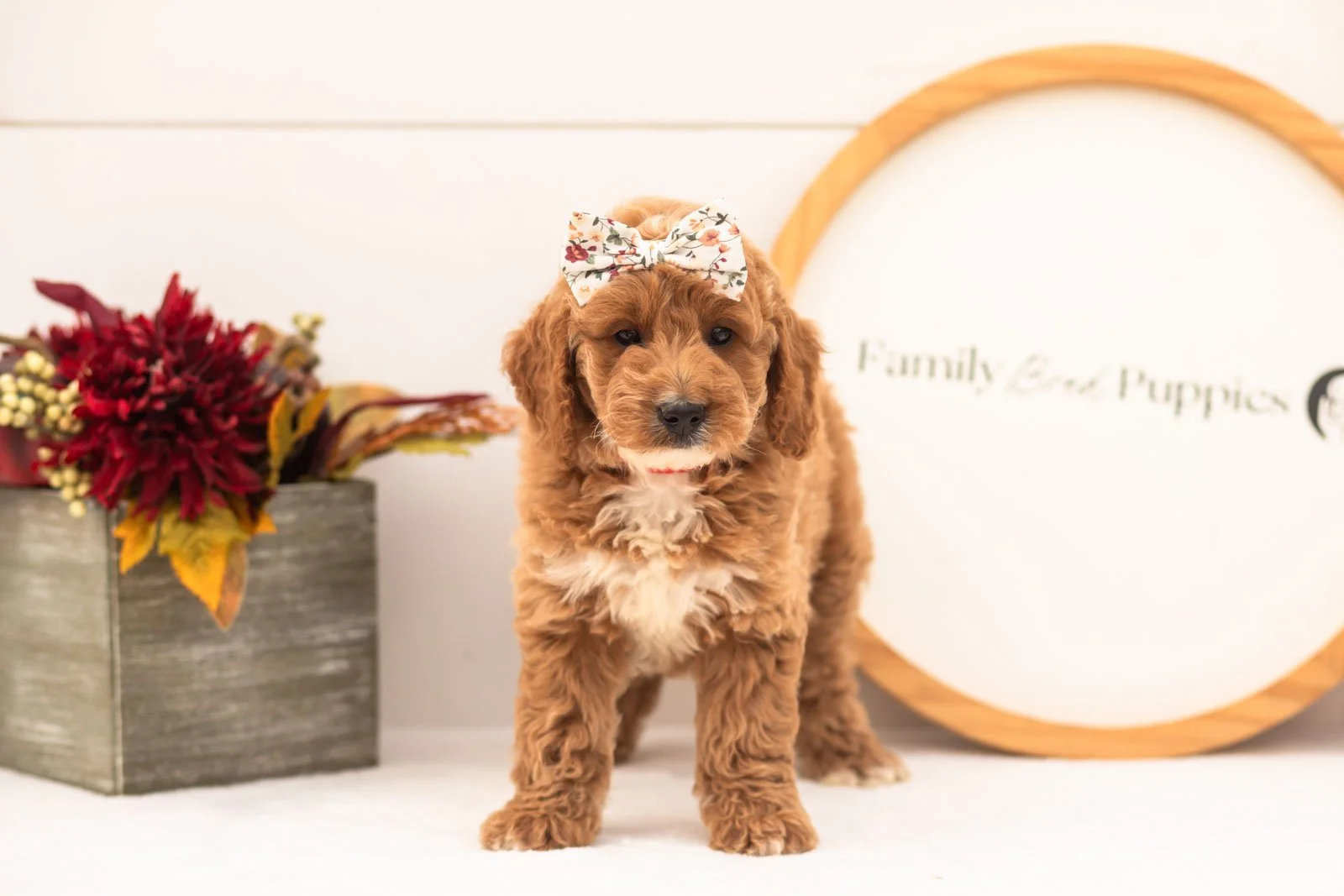 Flora goldendoodle for sale(4).jpg