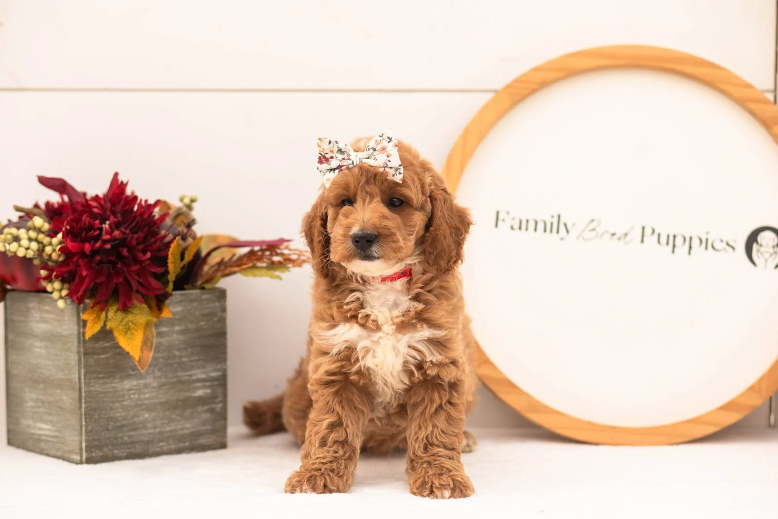 Flora goldendoodle for sale(3).jpg