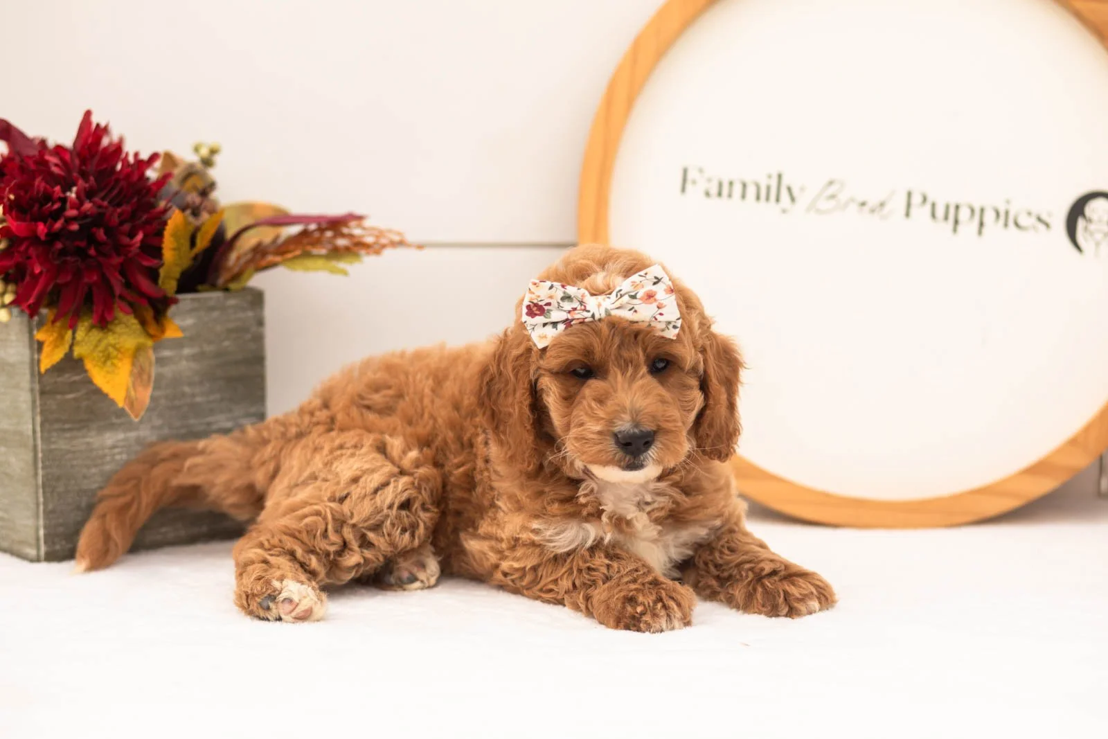 Flora goldendoodle for sale(2).jpg