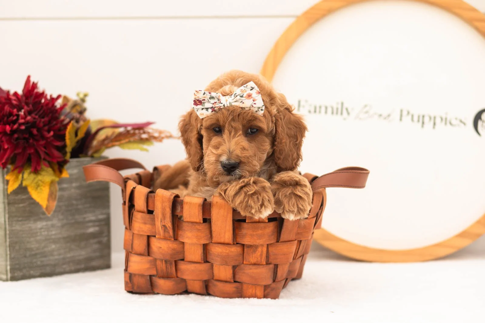 Flora goldendoodle for sale.jpg