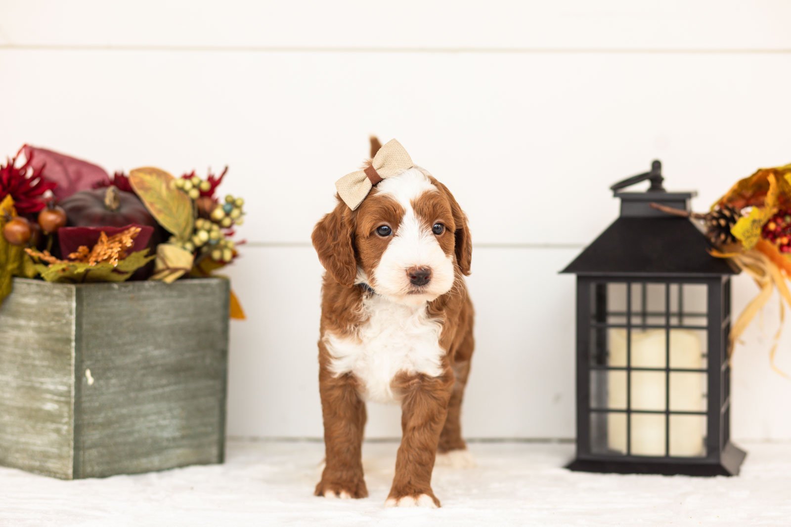 Ruffian goldendoodle for sale 3.jpg