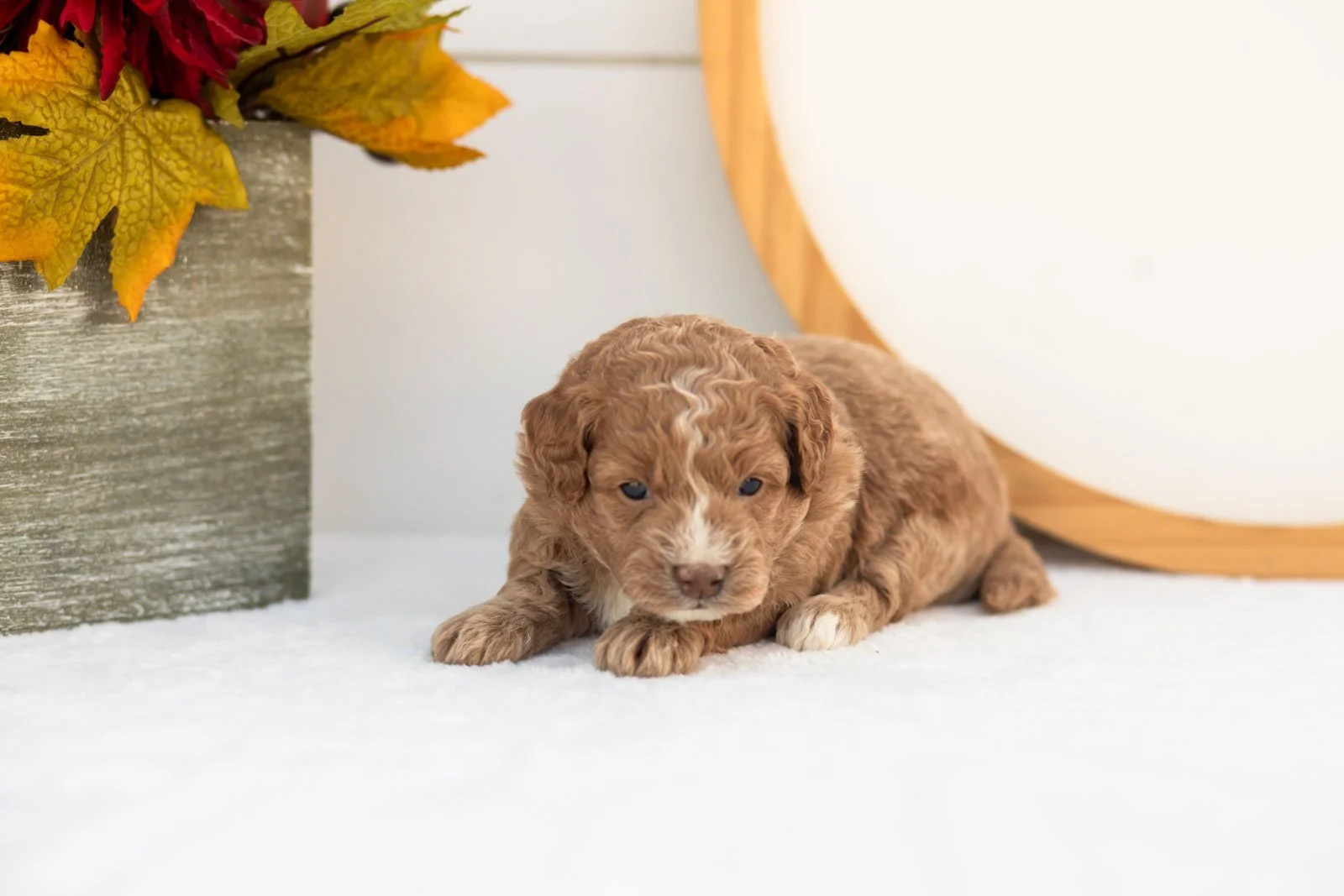Gala goldendoodle for sale(1).jpg