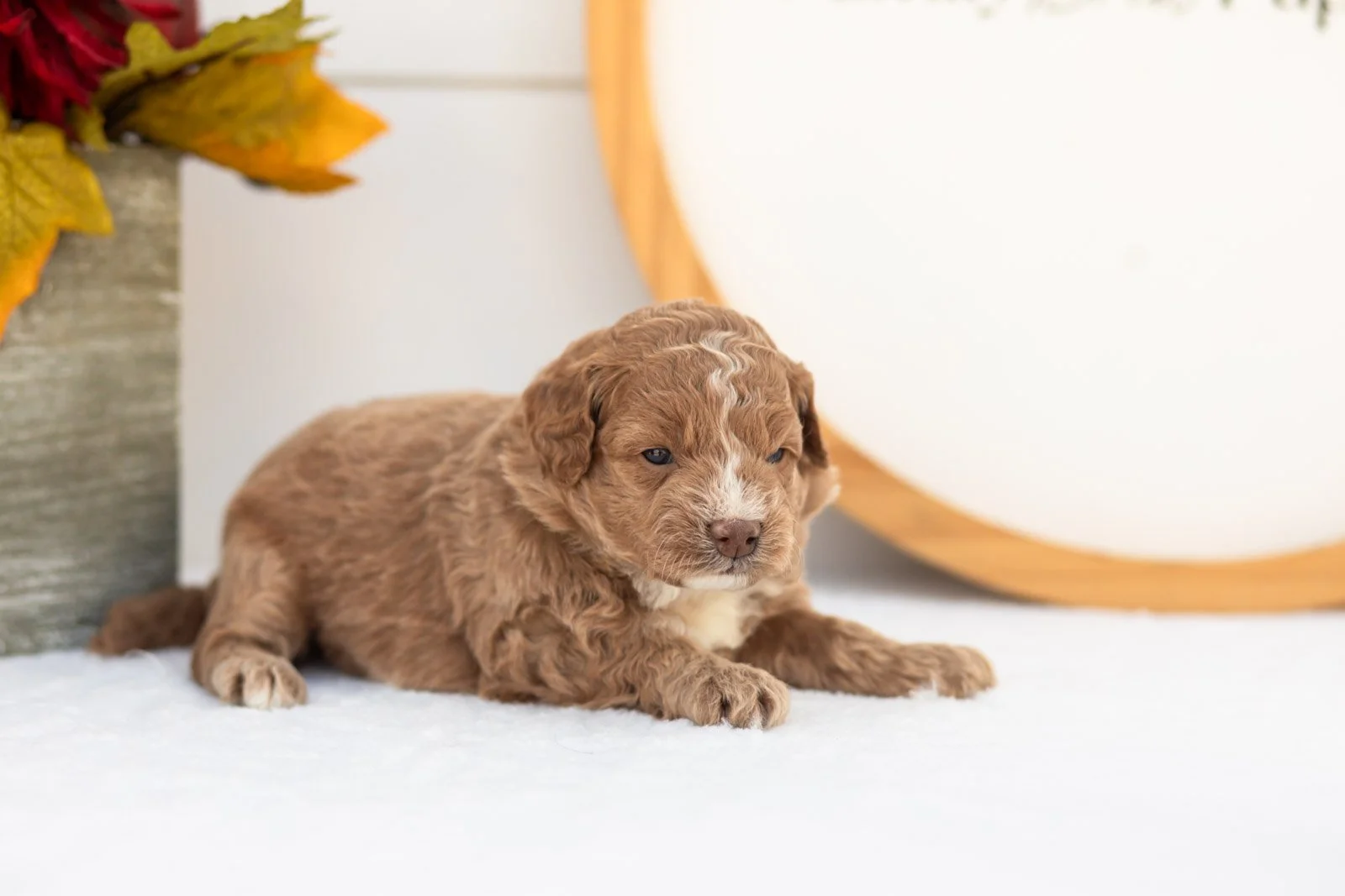 Gala goldendoodle for sale(2).jpg